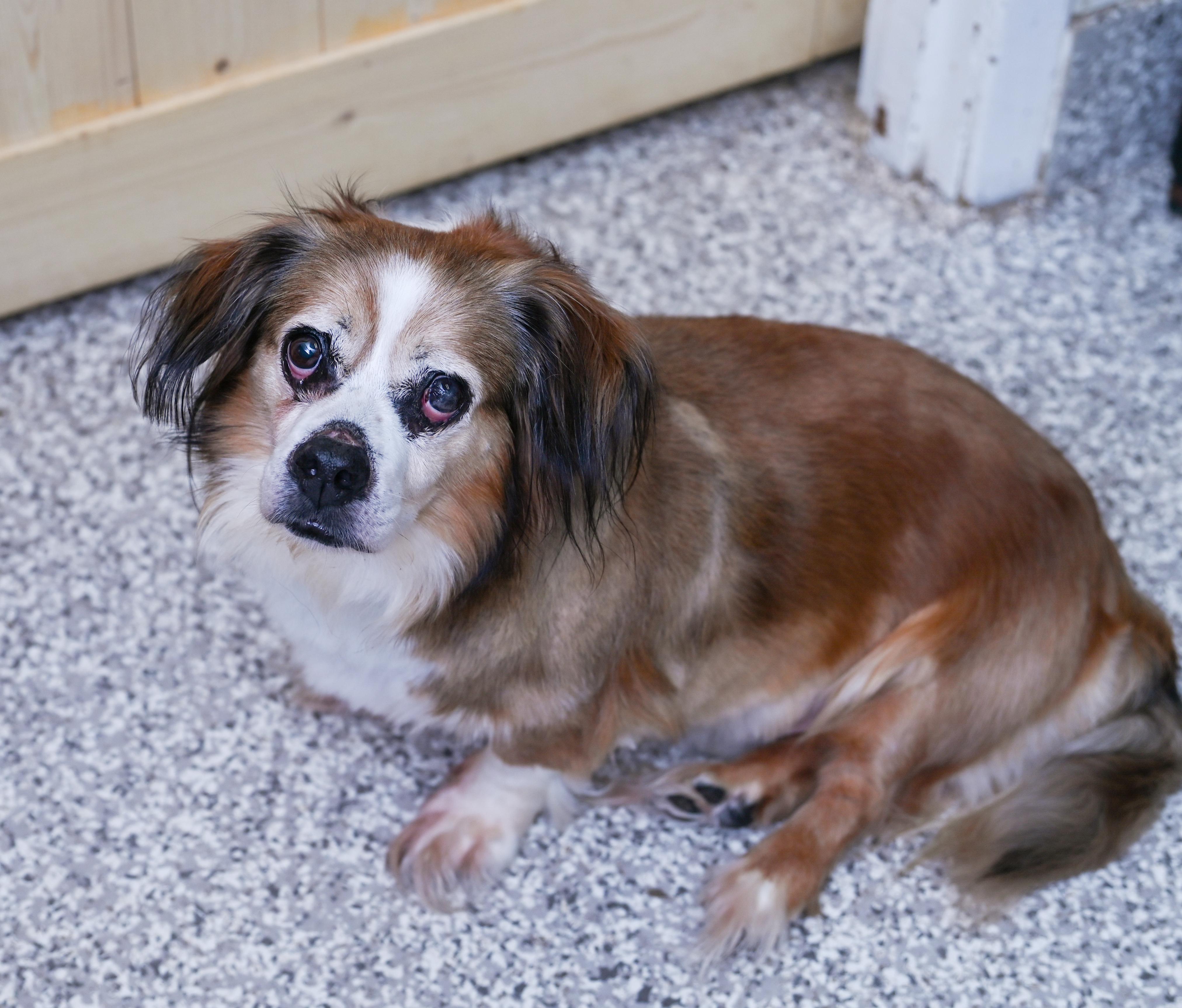 Muffin Man, a ADOPTABLE mixed breed in Chattanooga, TN image 6/6