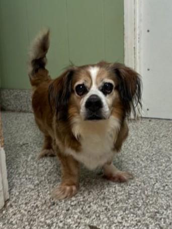 Muffin Man, a ADOPTABLE mixed breed in Chattanooga, TN image 4/6