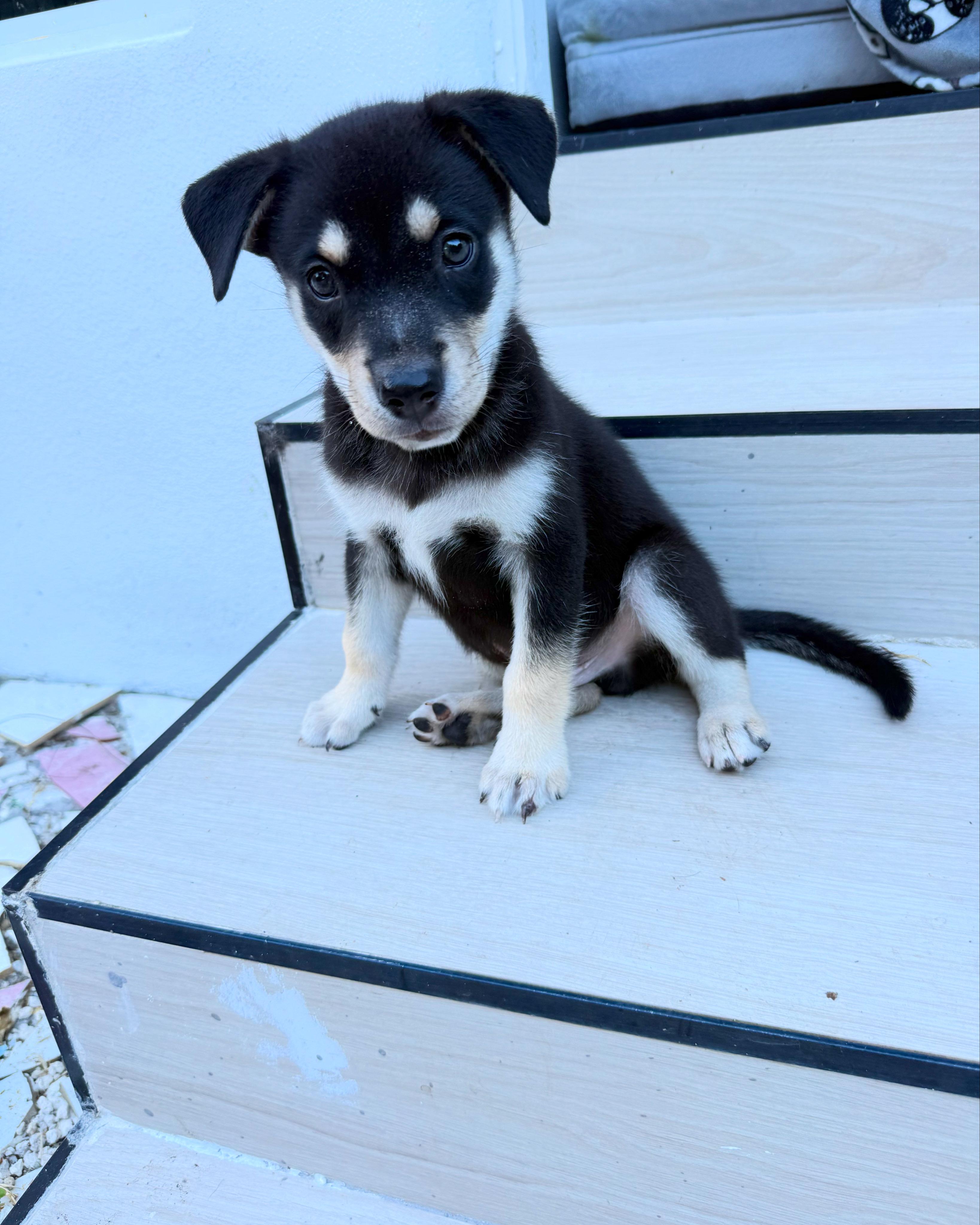 Sammy, adopted, Puppy Male Shepherd & Husky.