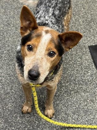 Enlarge Tater, a Adoptable mixed breed in Norfolk, VA image 1/1