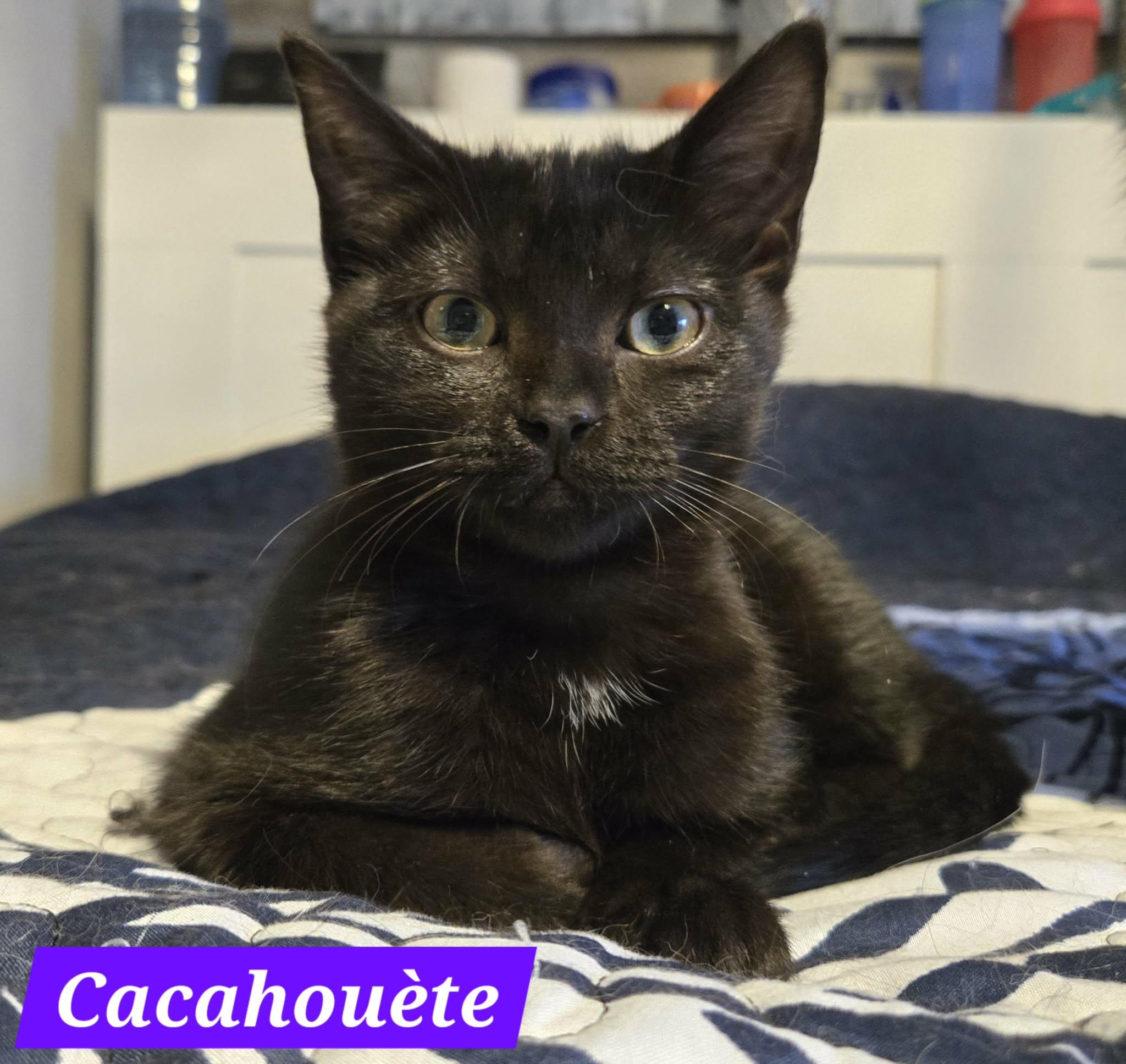 Enlarge Cacahouète (needs a cat friend), an adoptable Domestic Short Hair in Montreal, QC image 1/3