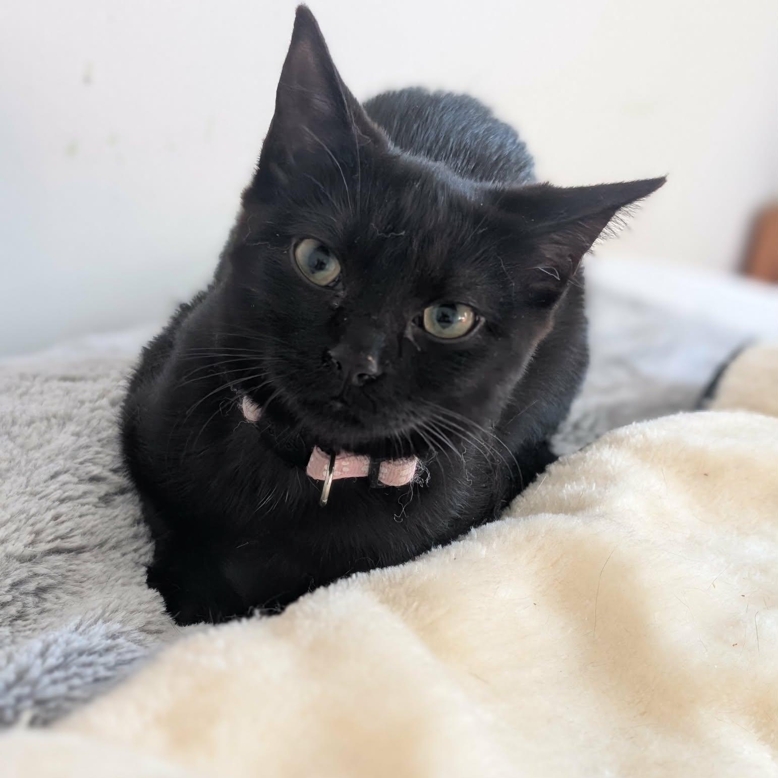 Cacahouète (needs a cat friend), an adoptable Domestic Short Hair in Montreal, QC image 2/4