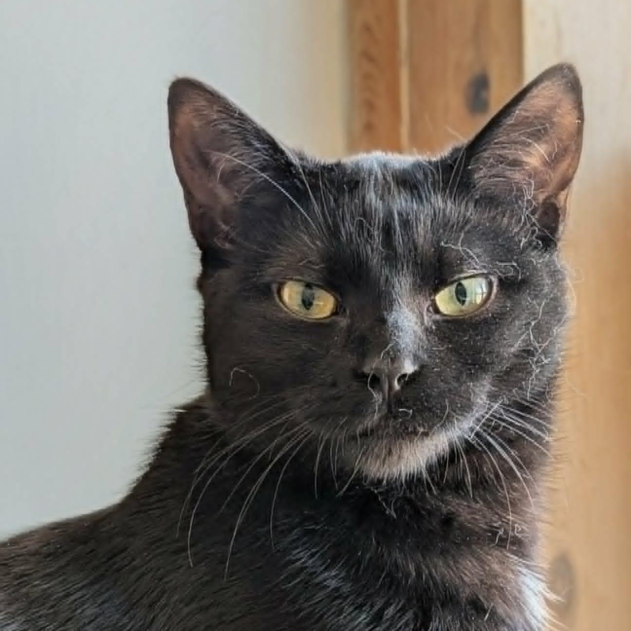 Cacahouète (needs a cat friend), adoptable, Kitten Female Domestic Short Hair.
