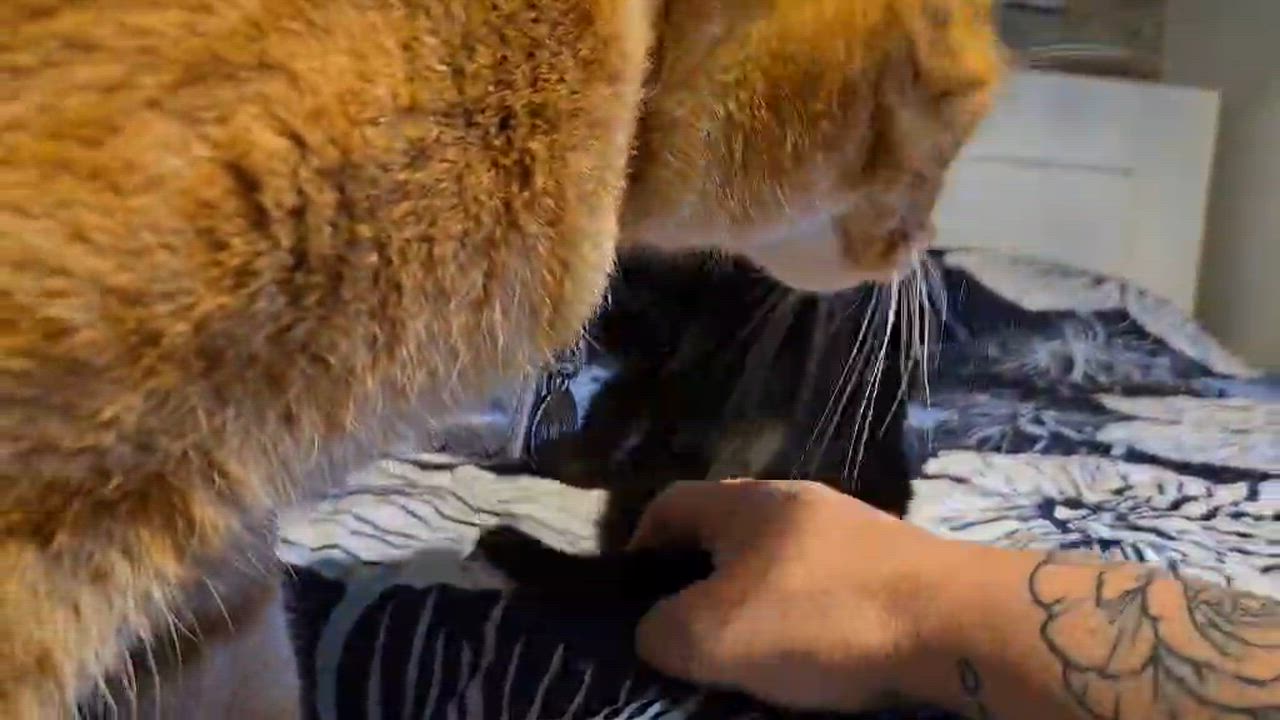 Enlarge Cacahouète (needs a cat friend), an adoptable Domestic Short Hair in Montreal, QC video 3/3