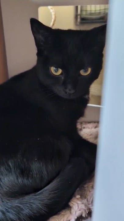 Enlarge Cacahouète (needs a cat friend), an adoptable Domestic Short Hair in Montreal, QC video 6/6