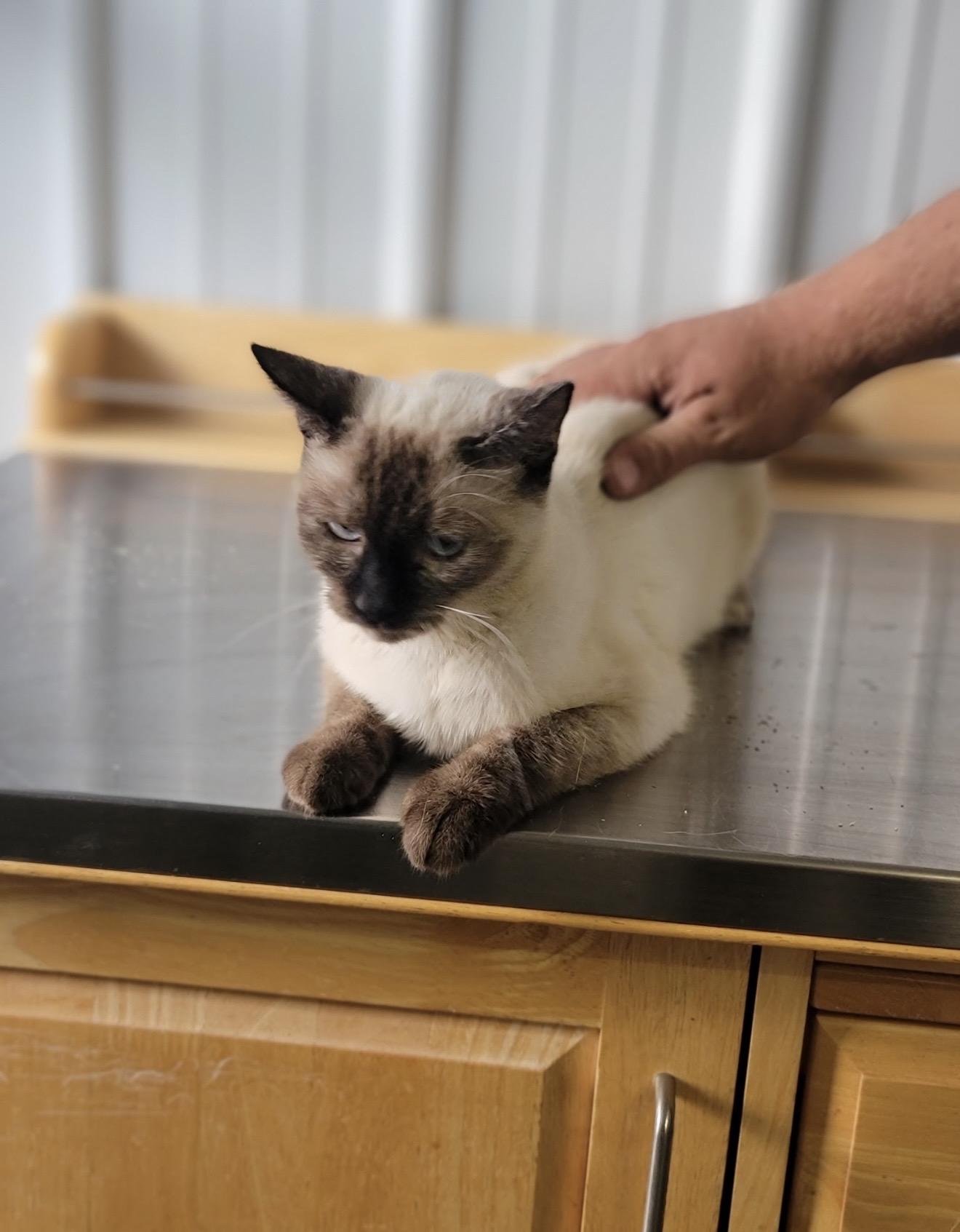 Enlarge Lentil, an adopted Domestic Short Hair in Fertile, MN image 2/3