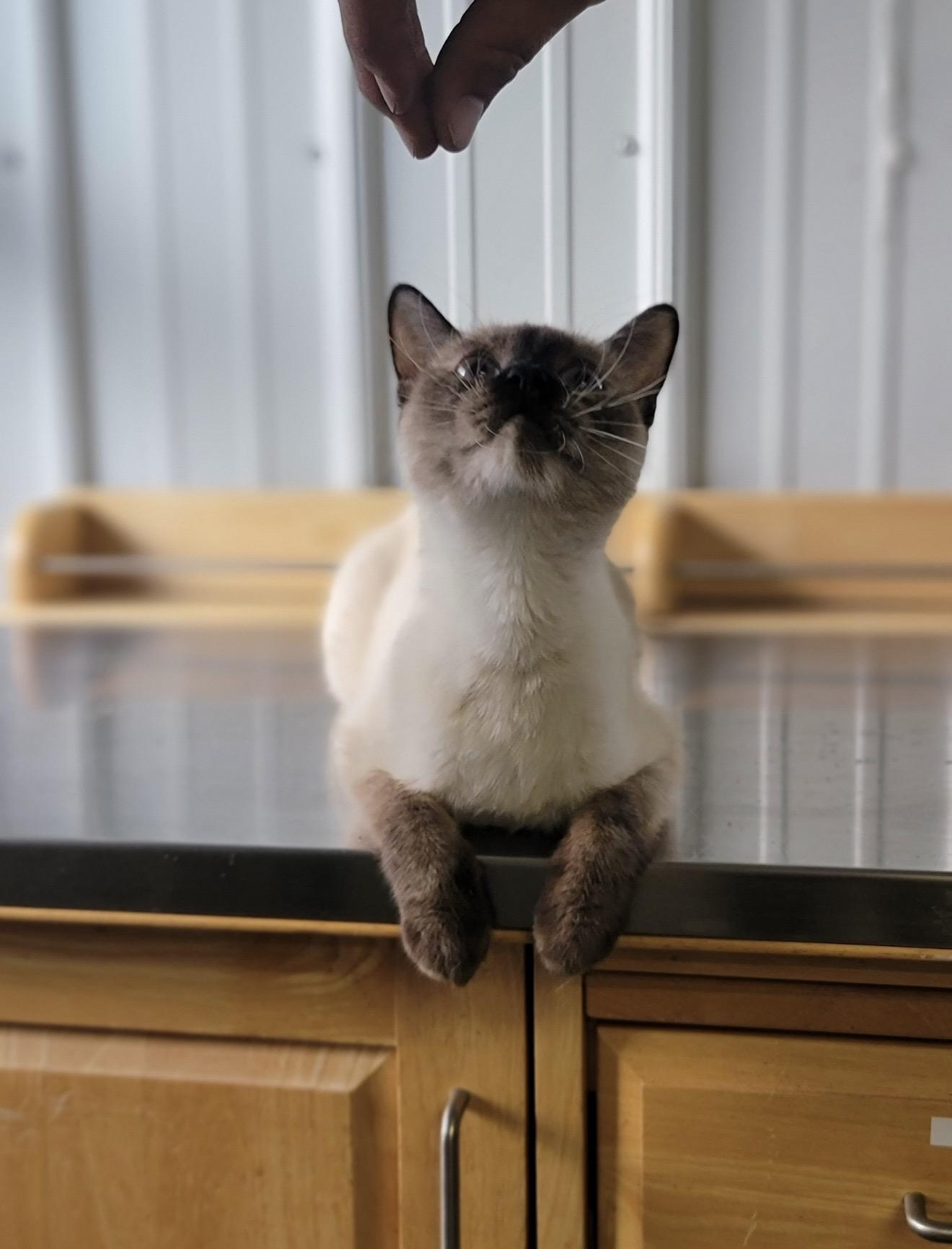 Lentil, adopted, Young Female Domestic Short Hair.