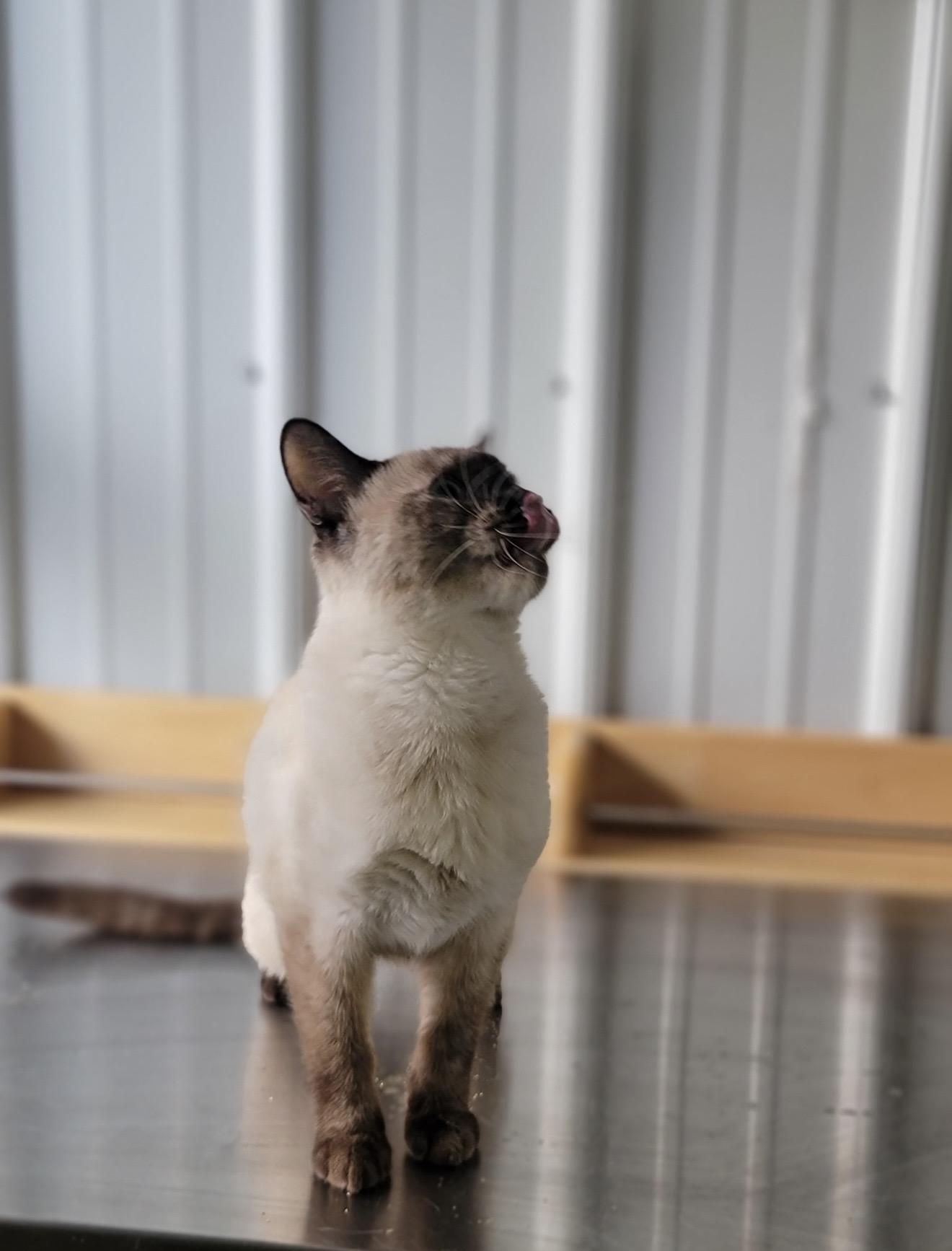 Enlarge Lentil, an adopted Domestic Short Hair in Fertile, MN image 3/3