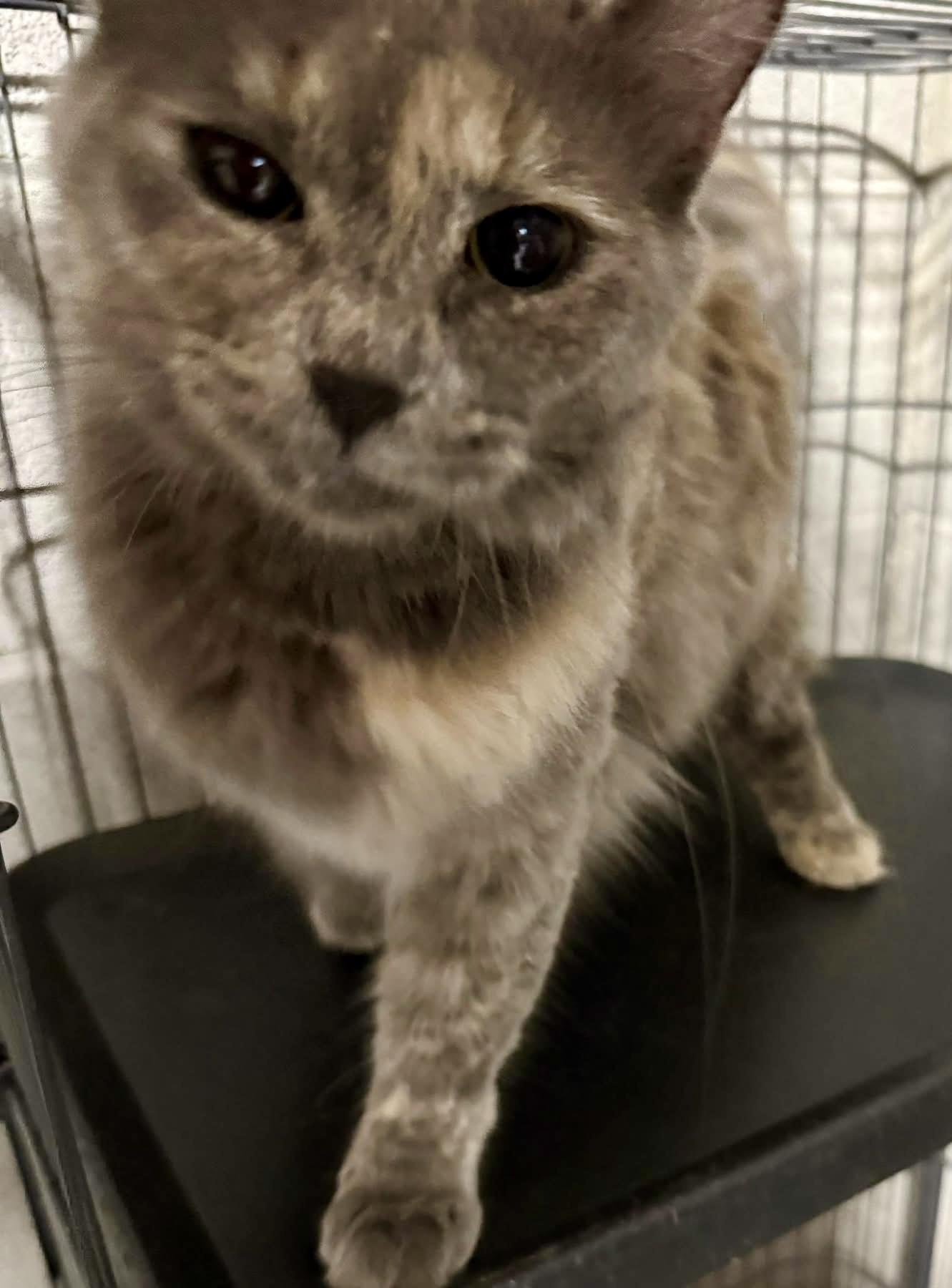 Enlarge Abilene flirty girl, a Adoptable mixed breed in Jackson, GA image 1/4