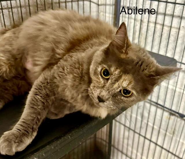 Enlarge Abilene flirty girl, a Adoptable mixed breed in Jackson, GA image 2/4