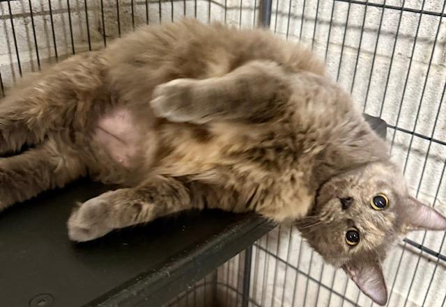 Enlarge Abilene flirty girl, a Adoptable mixed breed in Jackson, GA image 3/4