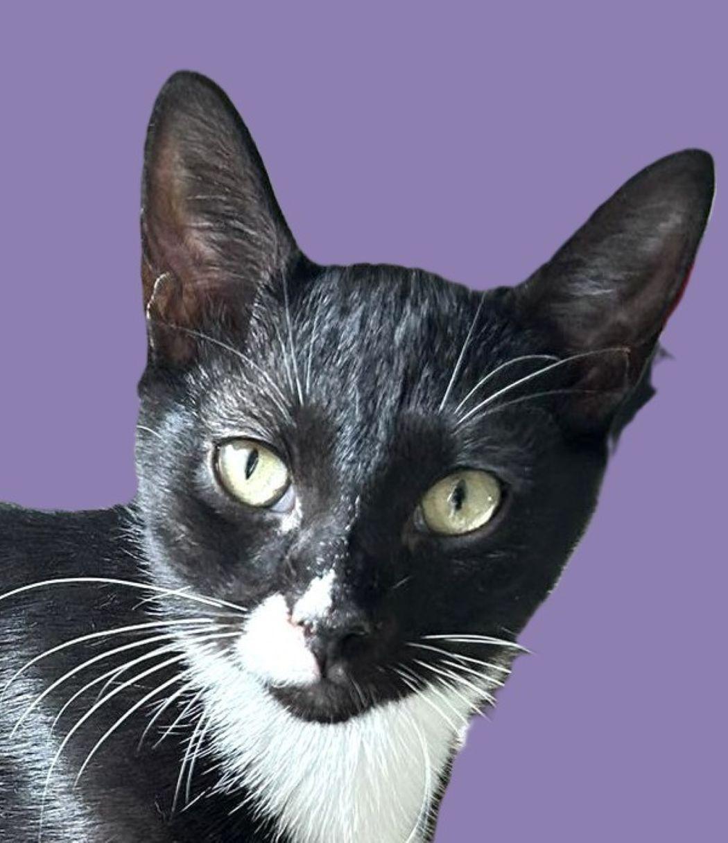 Murphy, a Adoptable Domestic Short Hair in Savannah, GA image 1/2