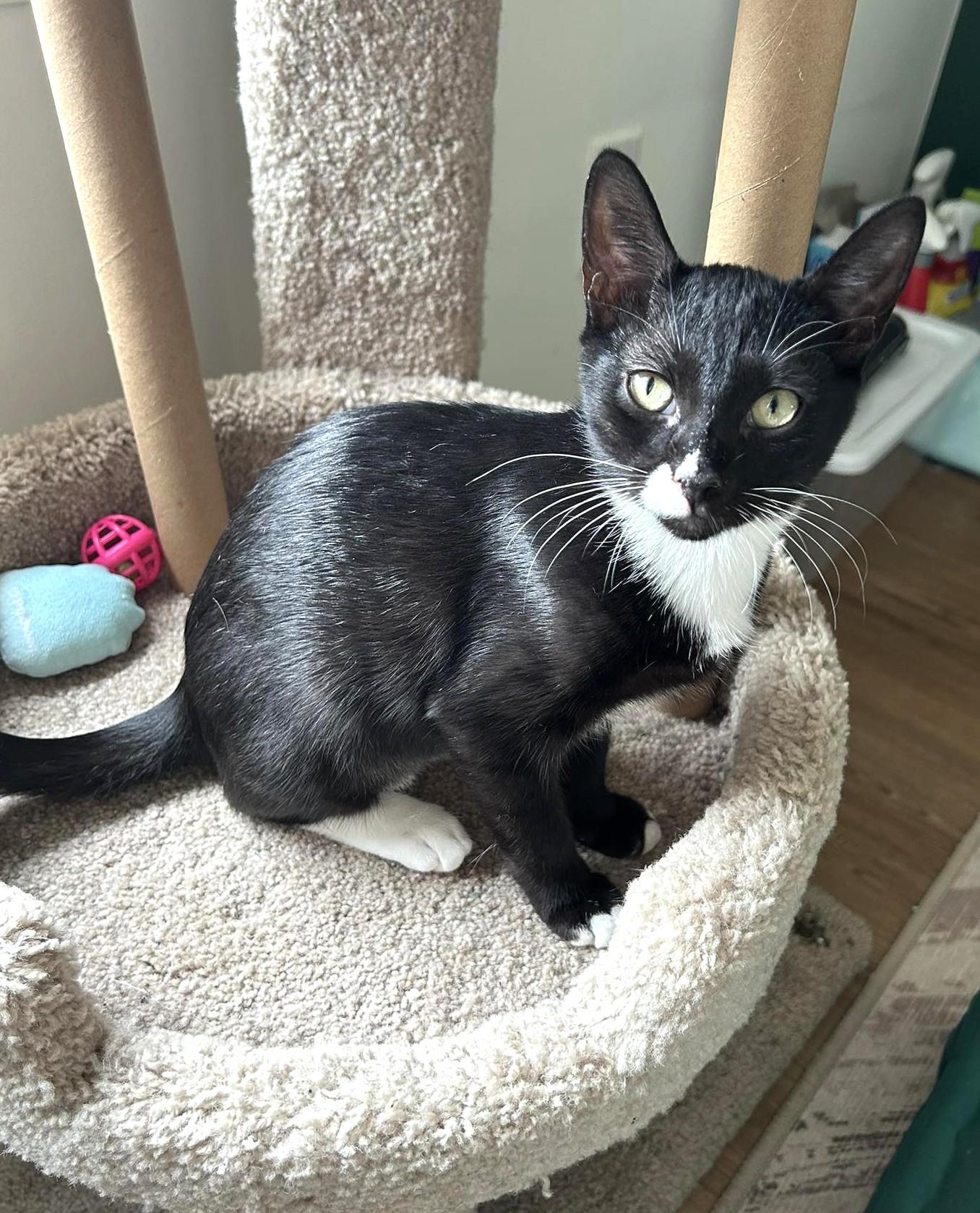 Enlarge Murphy, a Adoptable Domestic Short Hair in Savannah, GA image 2/2