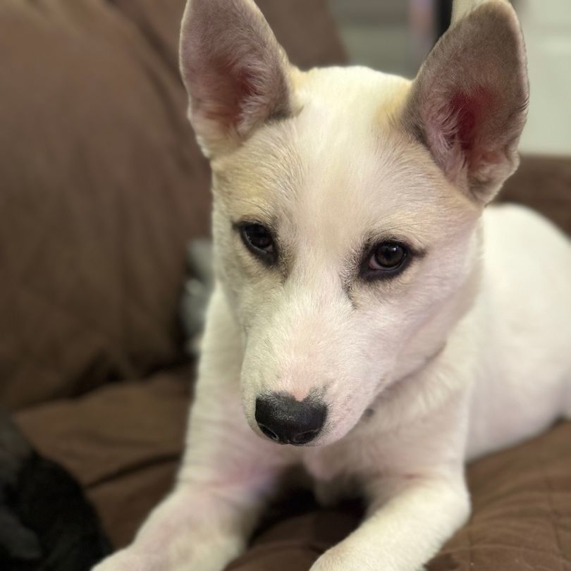 Molly, Adopted, Puppy Female Eskimo Dog & Husky.