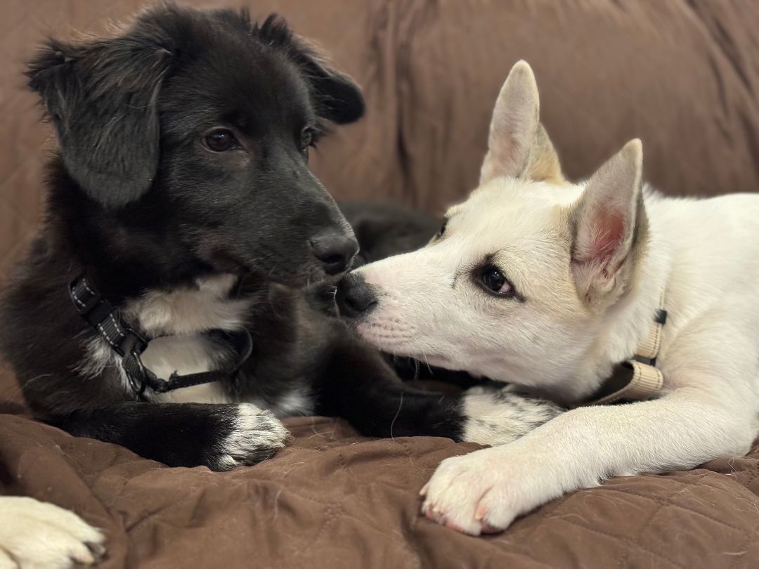 Molly, a Adopted mixed breed in Ridgefield, WA image 2/5