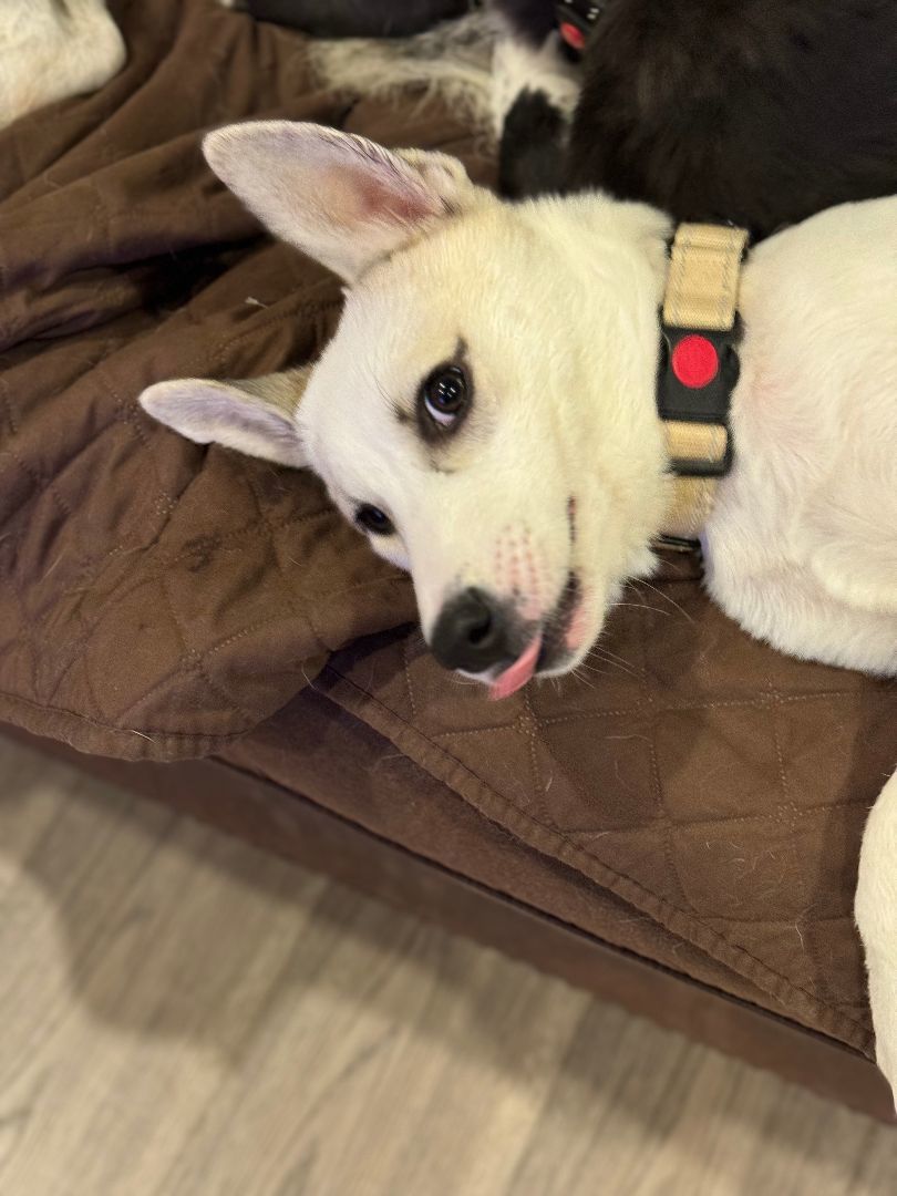 Molly, a Adopted mixed breed in Ridgefield, WA image 3/5