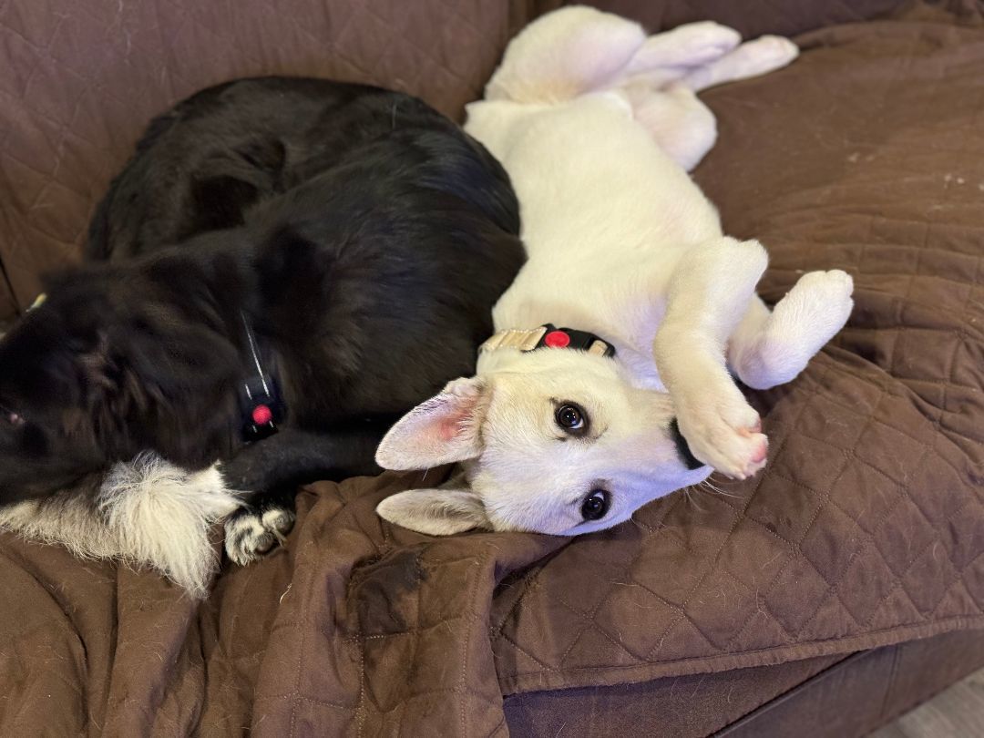 Molly, a Adopted mixed breed in Ridgefield, WA image 4/5