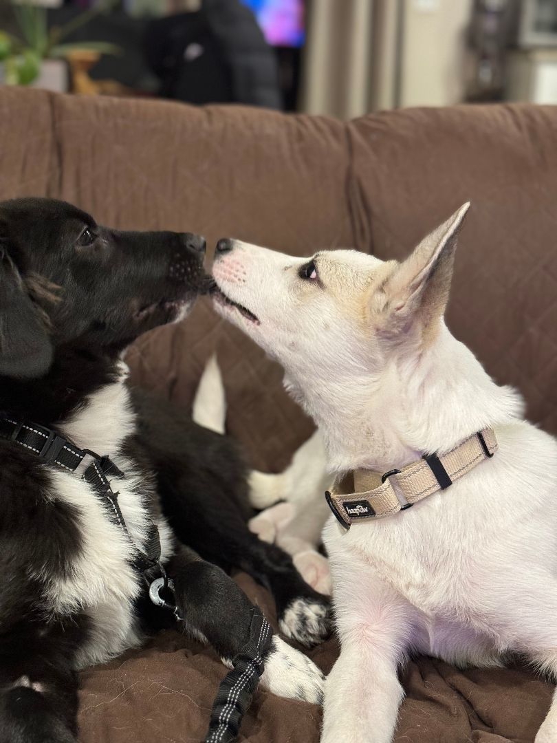 Molly, a Adopted mixed breed in Ridgefield, WA image 5/5