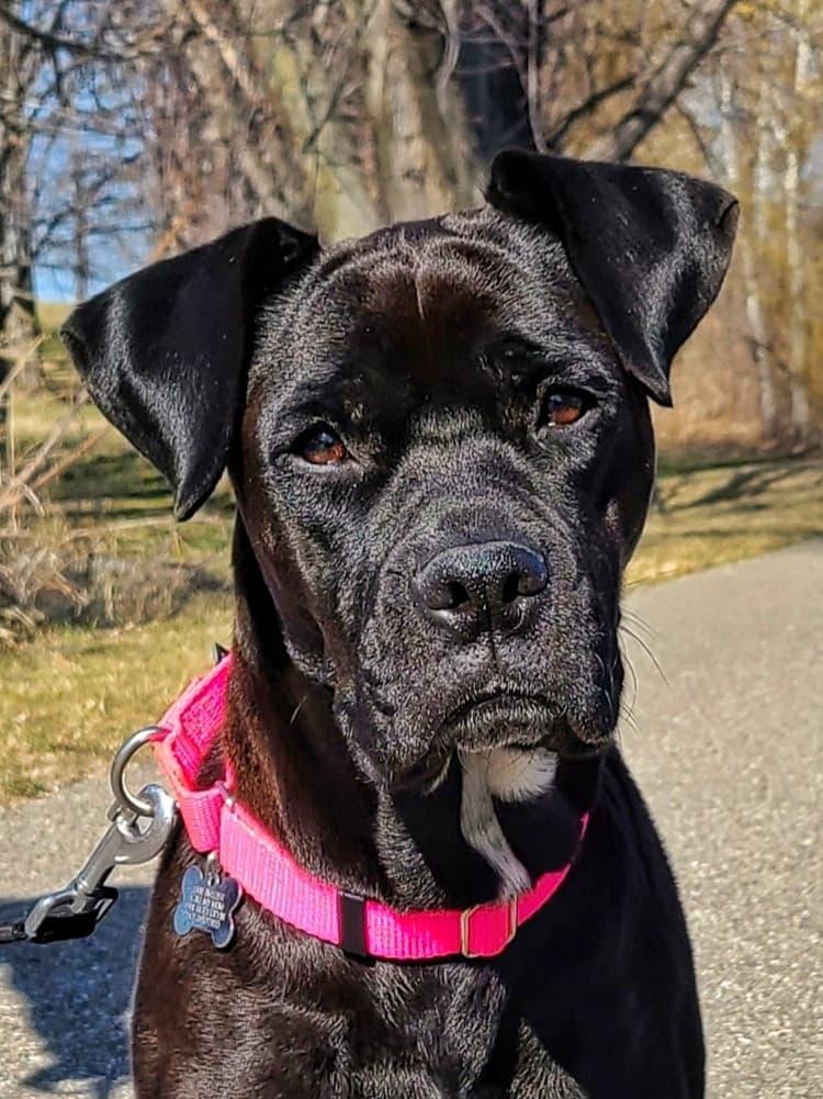 Poppy, Adoptable, Adult Female Boxer.