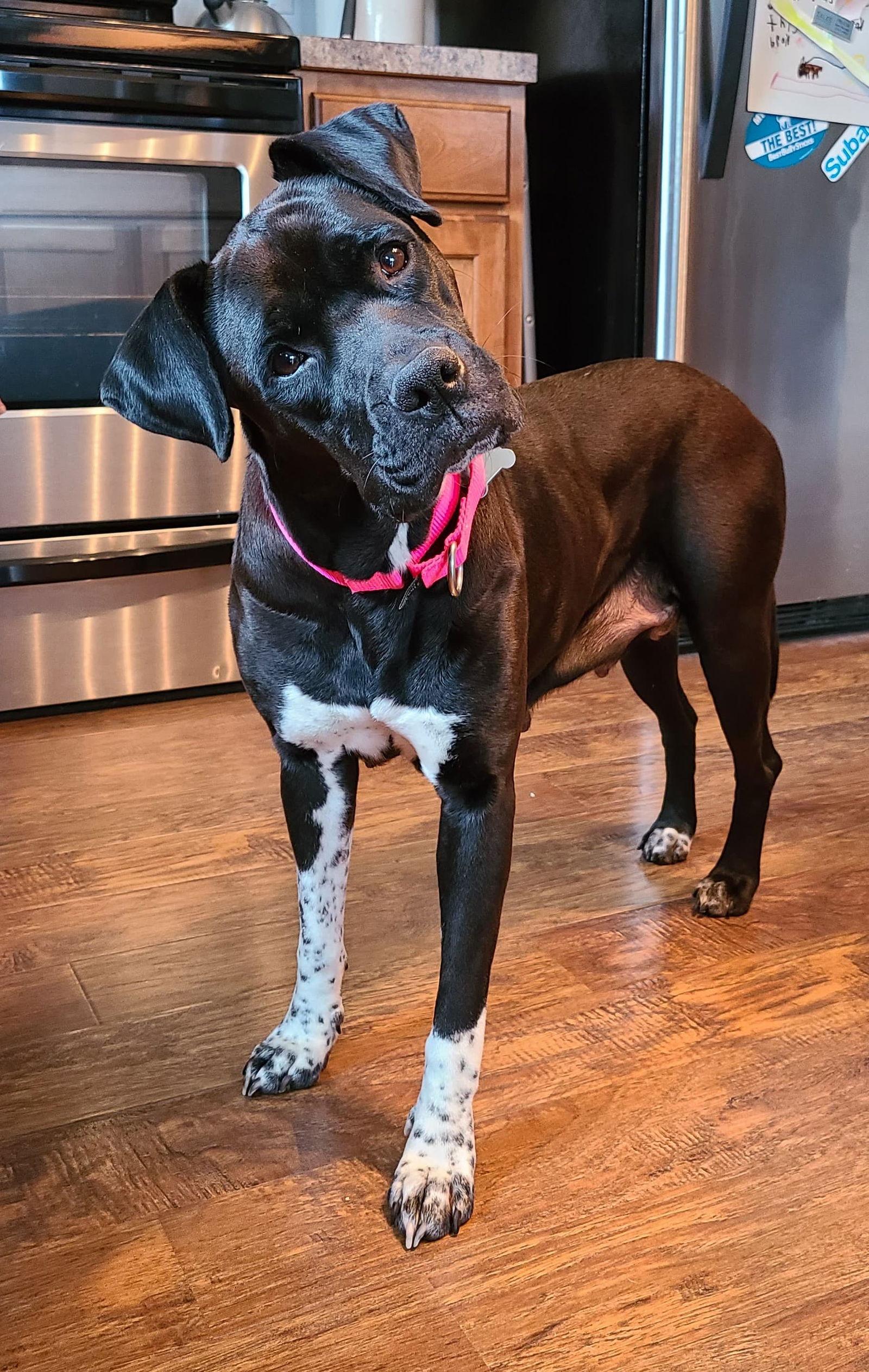 Enlarge Poppy, a Adoptable Boxer in Owatonna, MN image 2/3