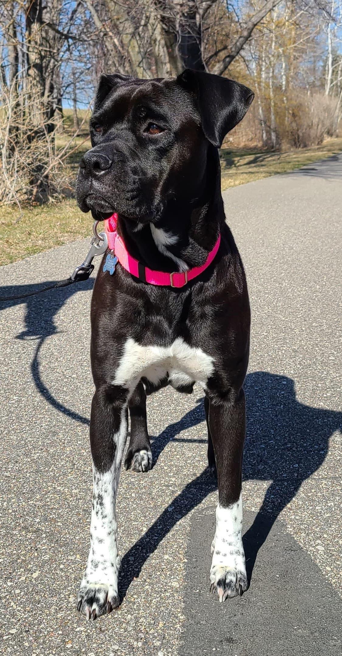 Enlarge Poppy, a Adoptable Boxer in Owatonna, MN image 3/3