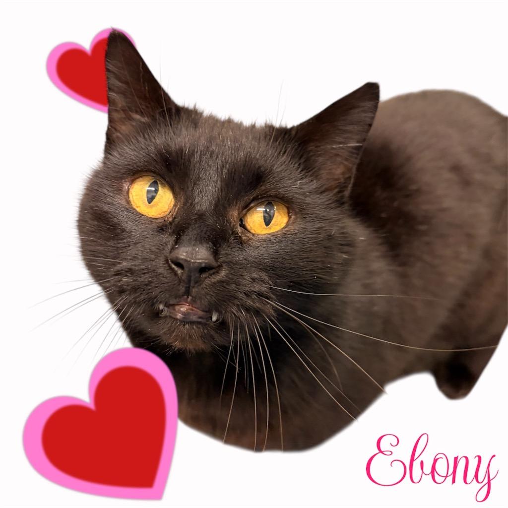 Ebony, Adoptable, Senior Female Domestic Medium Hair.
