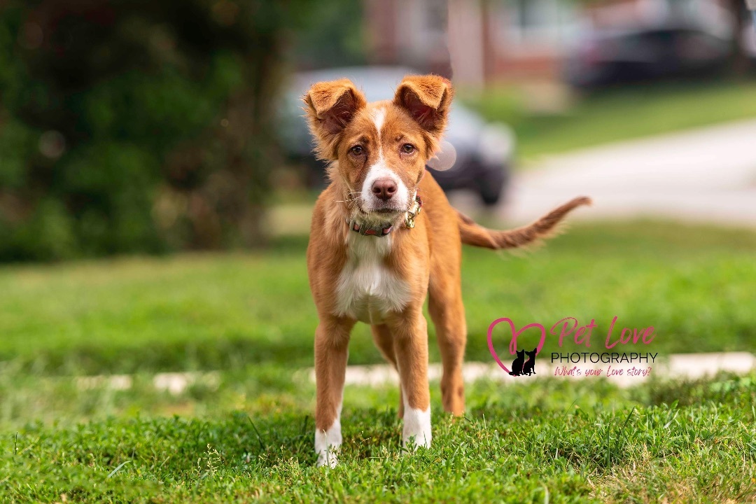 Cass, a Adopted Australian Shepherd in Covington, KY image 2/8