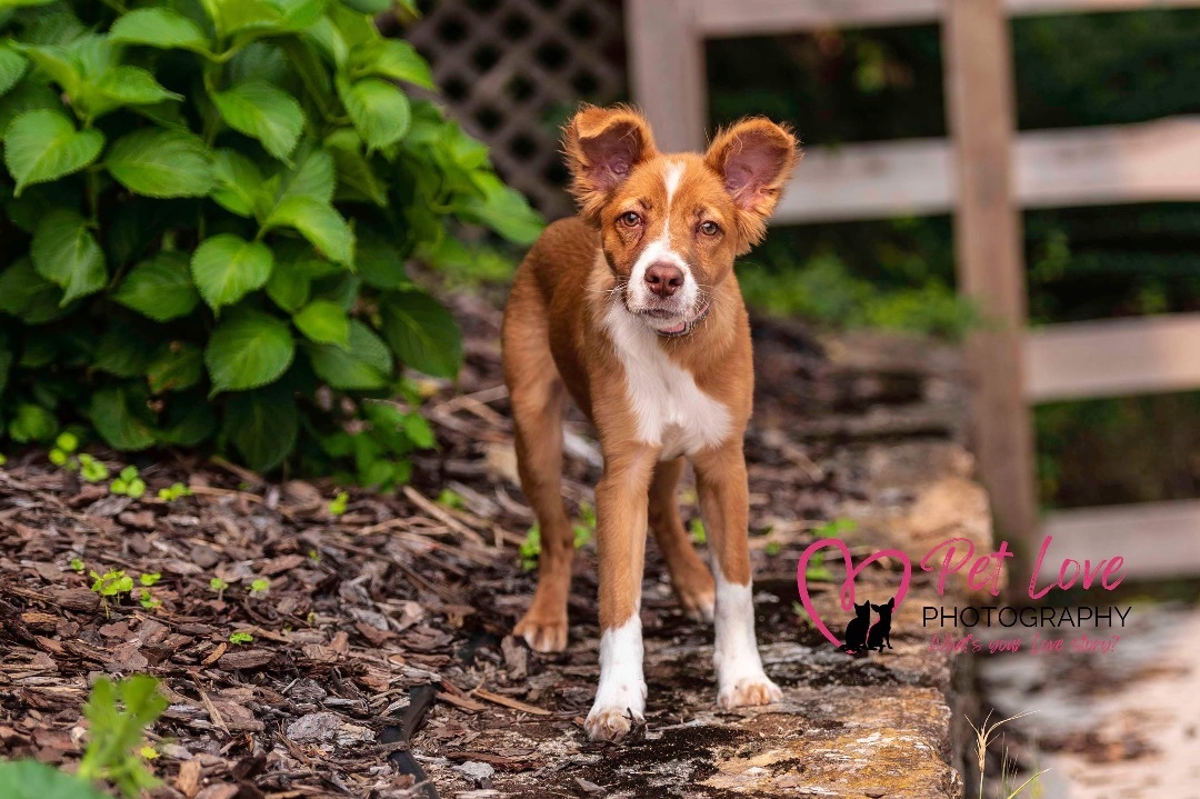 Cass, Adopted, Young Female Australian Shepherd.