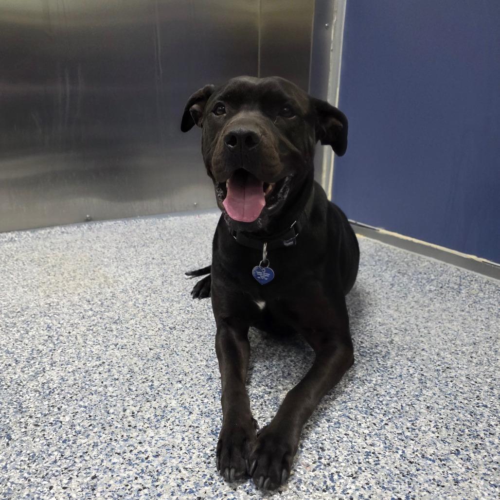 Enlarge Rex, a Adoptable mixed breed in Great Falls, MT image 1/3