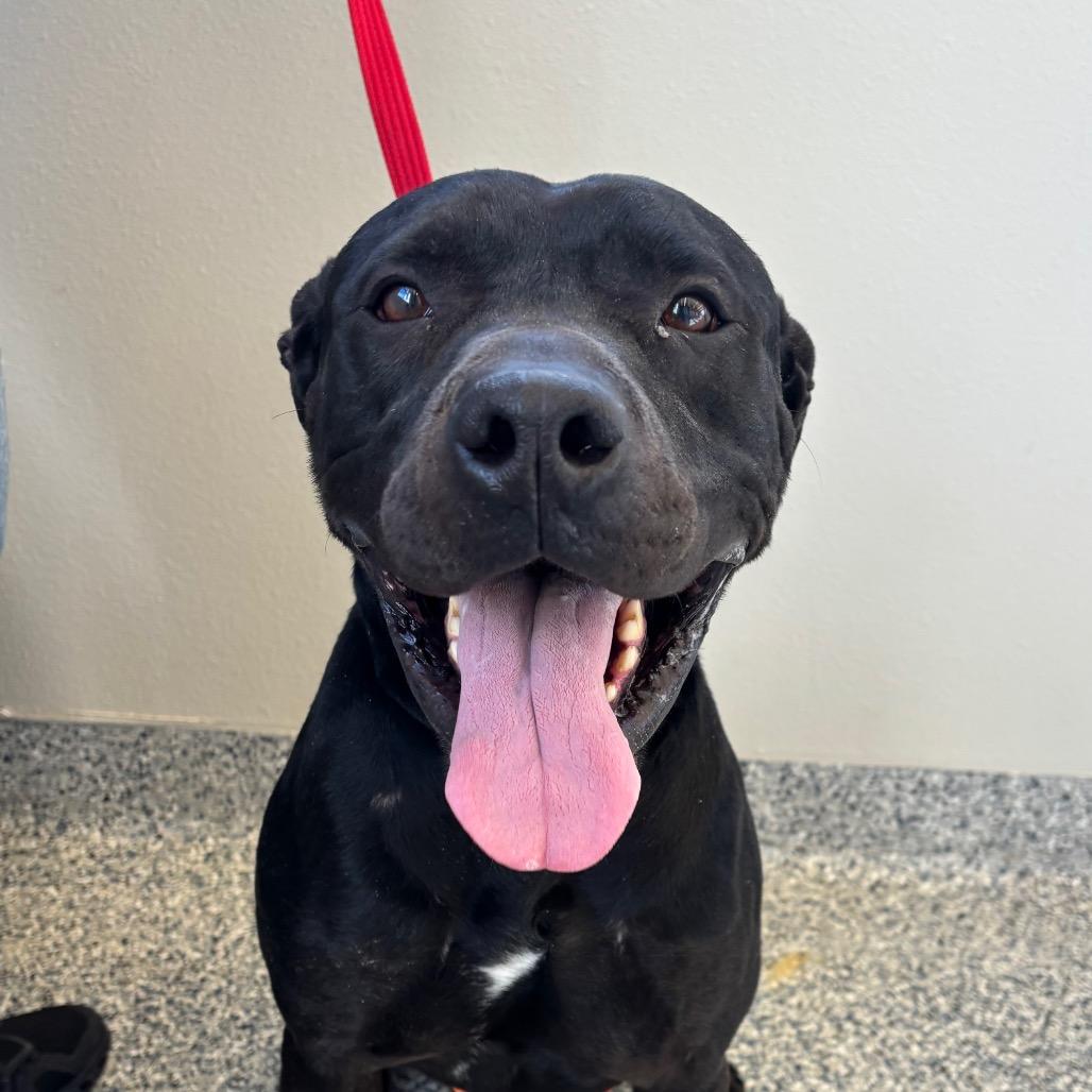 Enlarge Rex, a Adoptable mixed breed in Great Falls, MT image 2/3