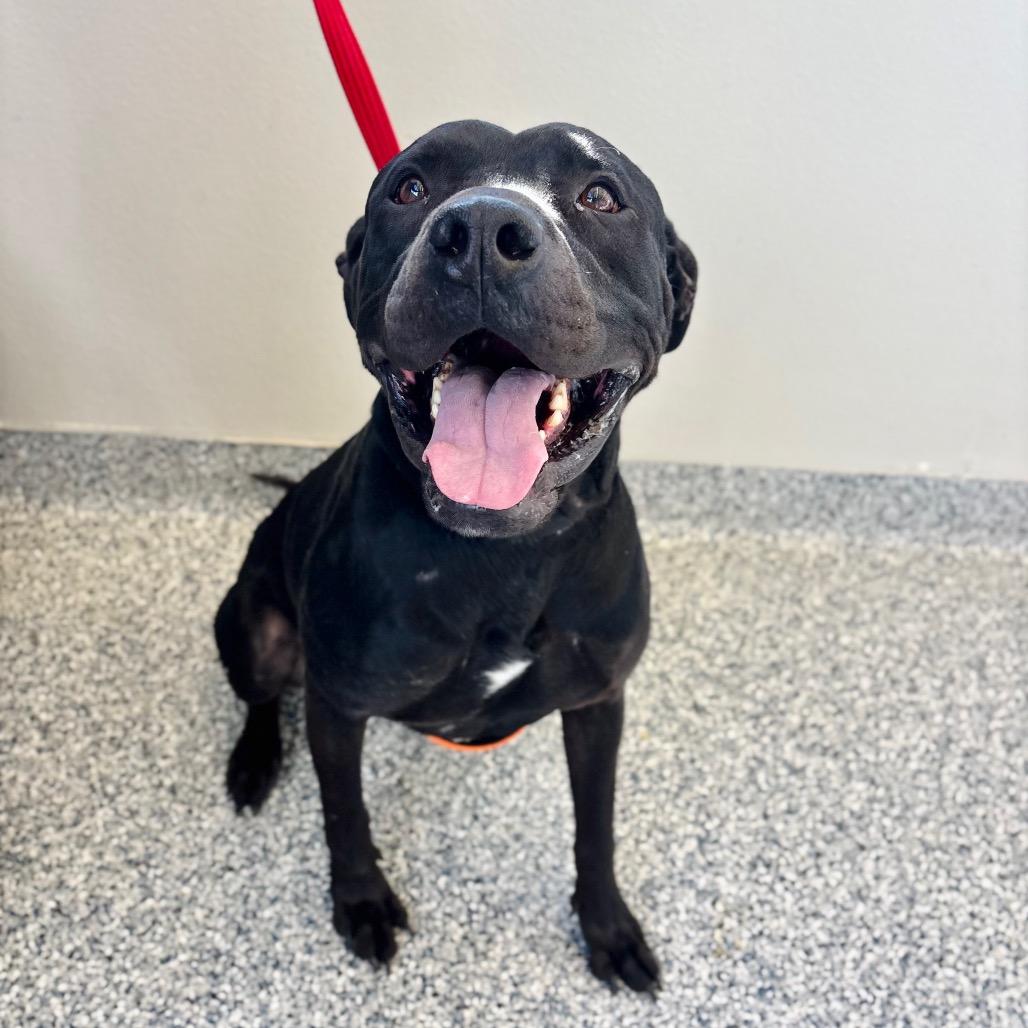 Enlarge Rex, a Adoptable mixed breed in Great Falls, MT image 3/3