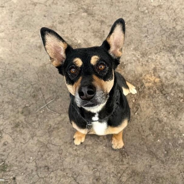 Clementine Cutest Goofy Gal — thumbnail 5