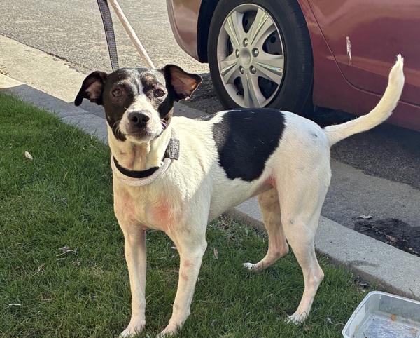 Enlarge Luna, a Adoptable mixed breed in Salt Lake City, UT image 1/1
