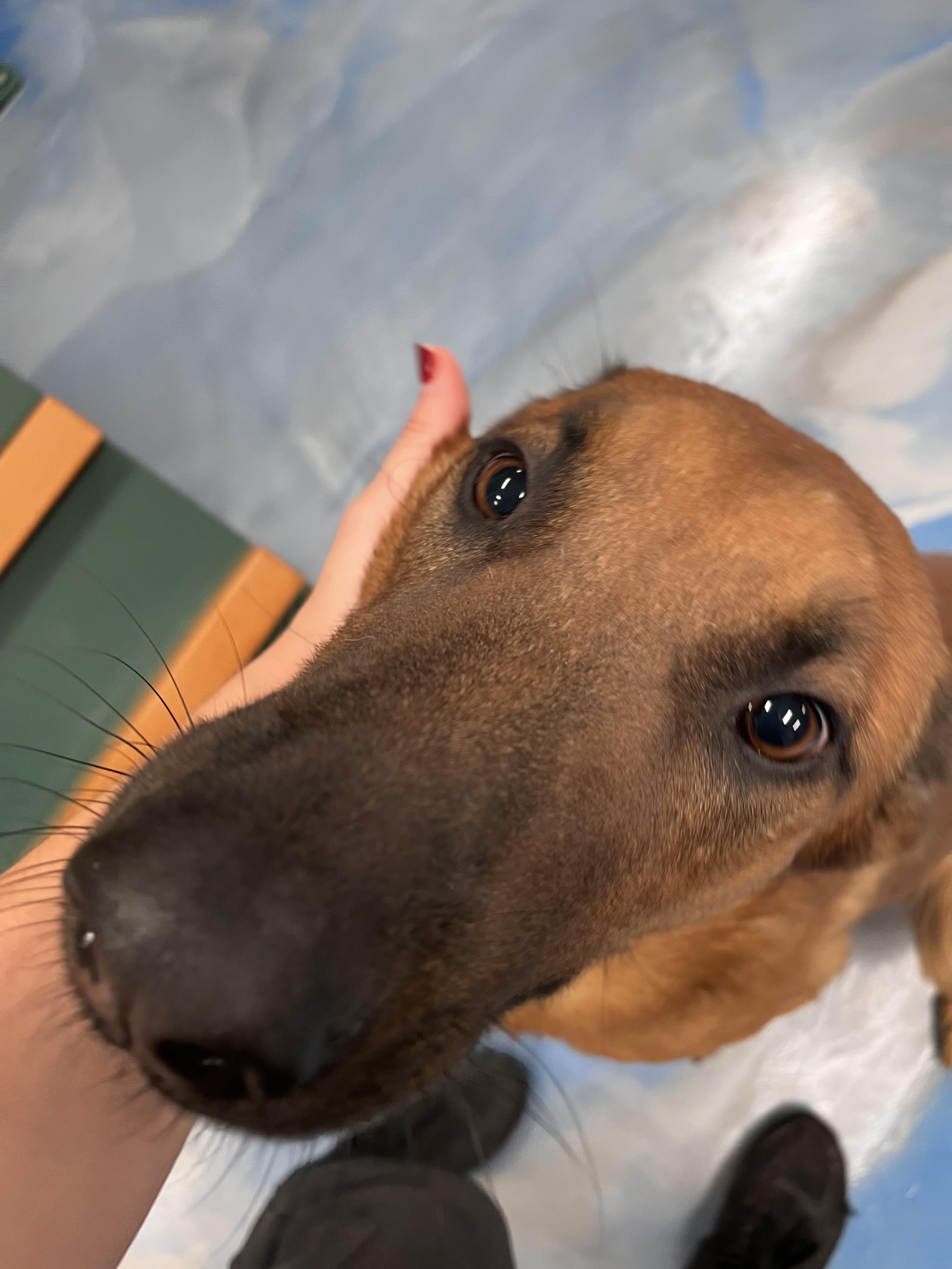 Enlarge Castiel the Loving, a Adoptable mixed breed in Menifee, CA image 5/6