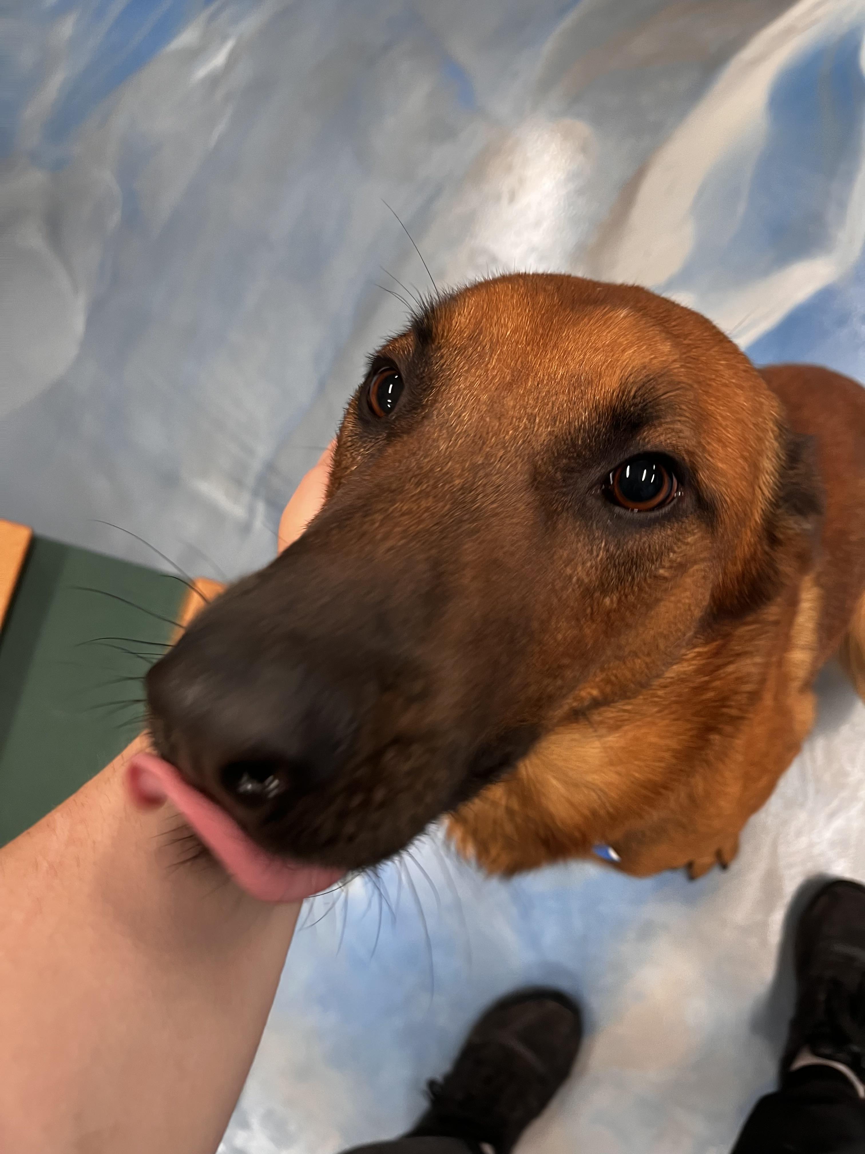 Enlarge Castiel the Loving, a Adoptable mixed breed in Menifee, CA image 4/6