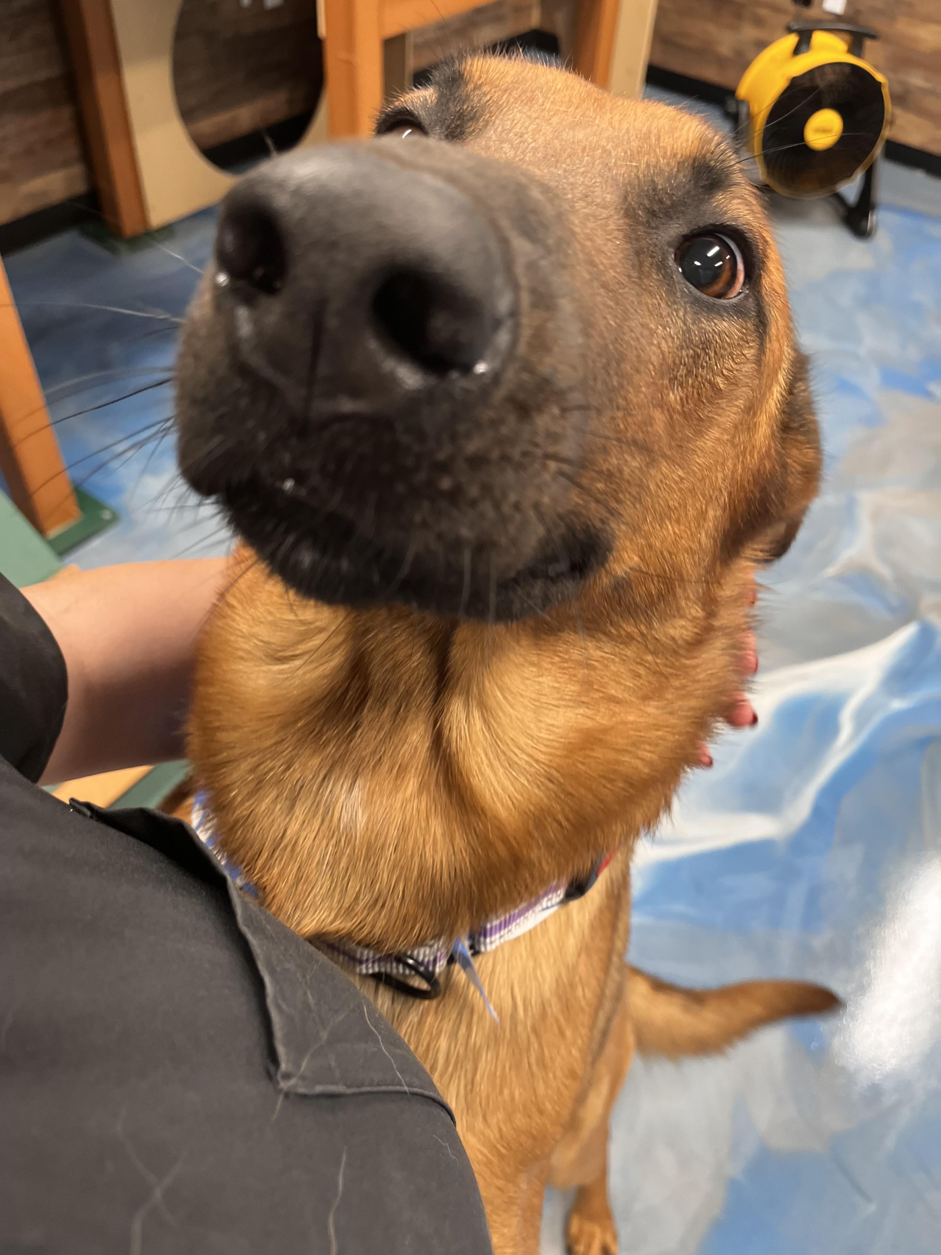 Enlarge Castiel the Loving, a Adoptable mixed breed in Menifee, CA image 6/6