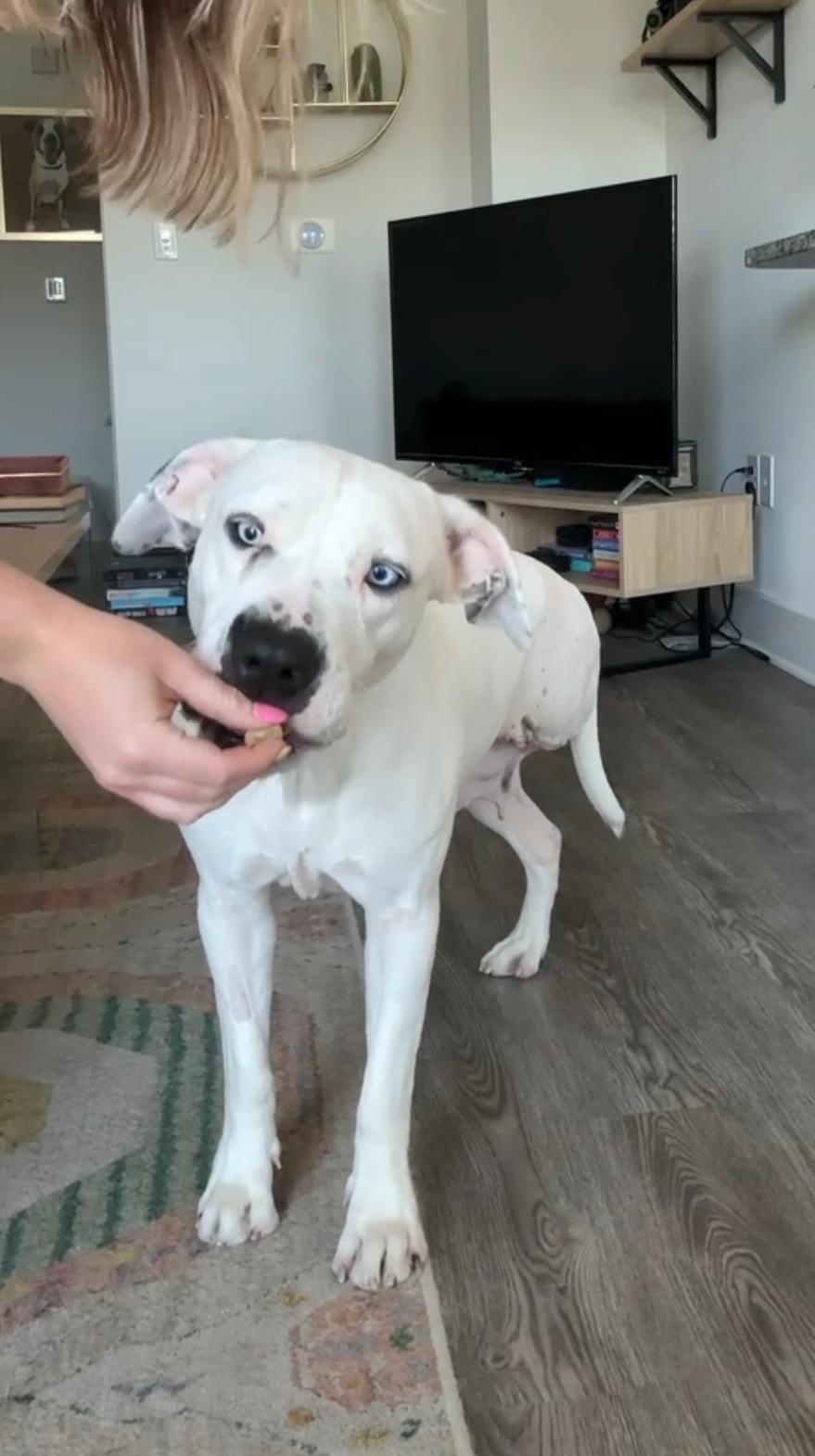 Enlarge Daisy, a Adoptable Mixed Breed in Ennis, TX image 2/6