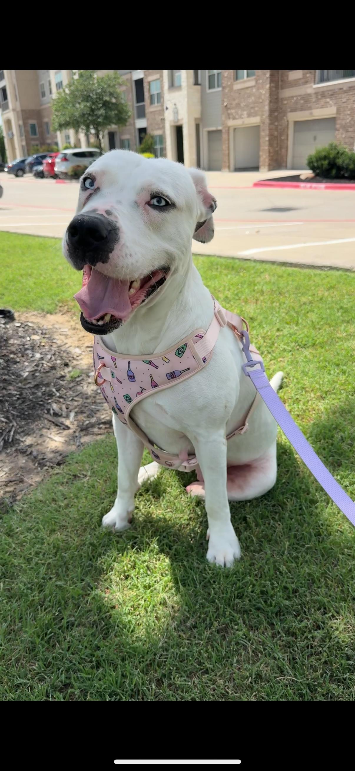 Enlarge Daisy, a Adoptable Mixed Breed in Ennis, TX image 3/6