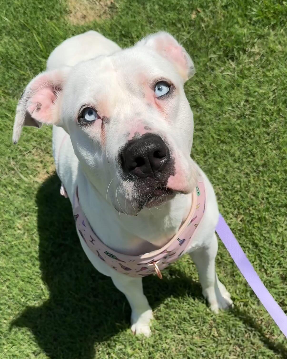 Enlarge Daisy, a Adoptable Mixed Breed in Ennis, TX image 5/6