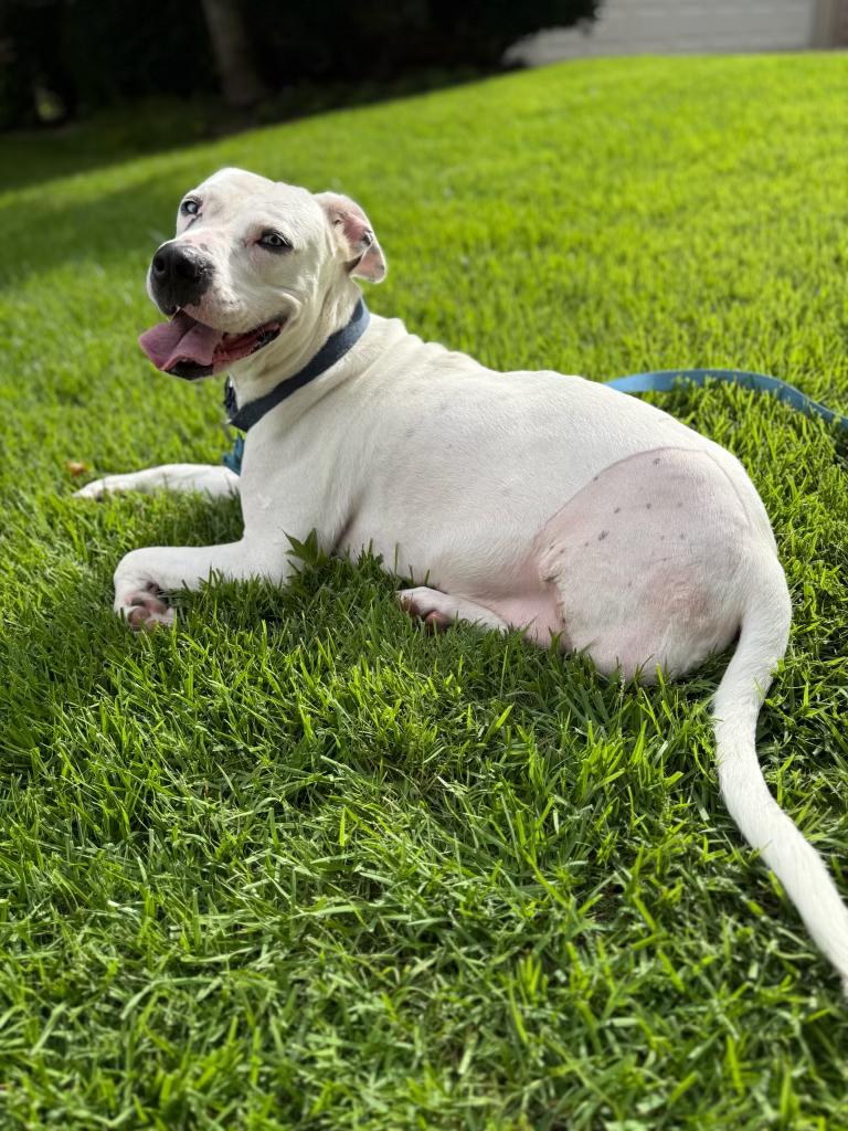 Enlarge Daisy, a Adoptable Mixed Breed in Ennis, TX image 6/6