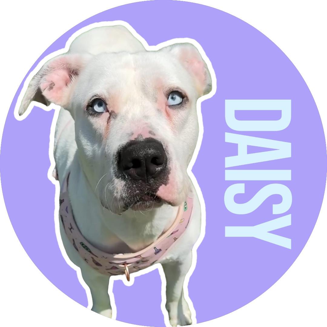 Enlarge Daisy, a Adoptable Mixed Breed in Ennis, TX image 1/6
