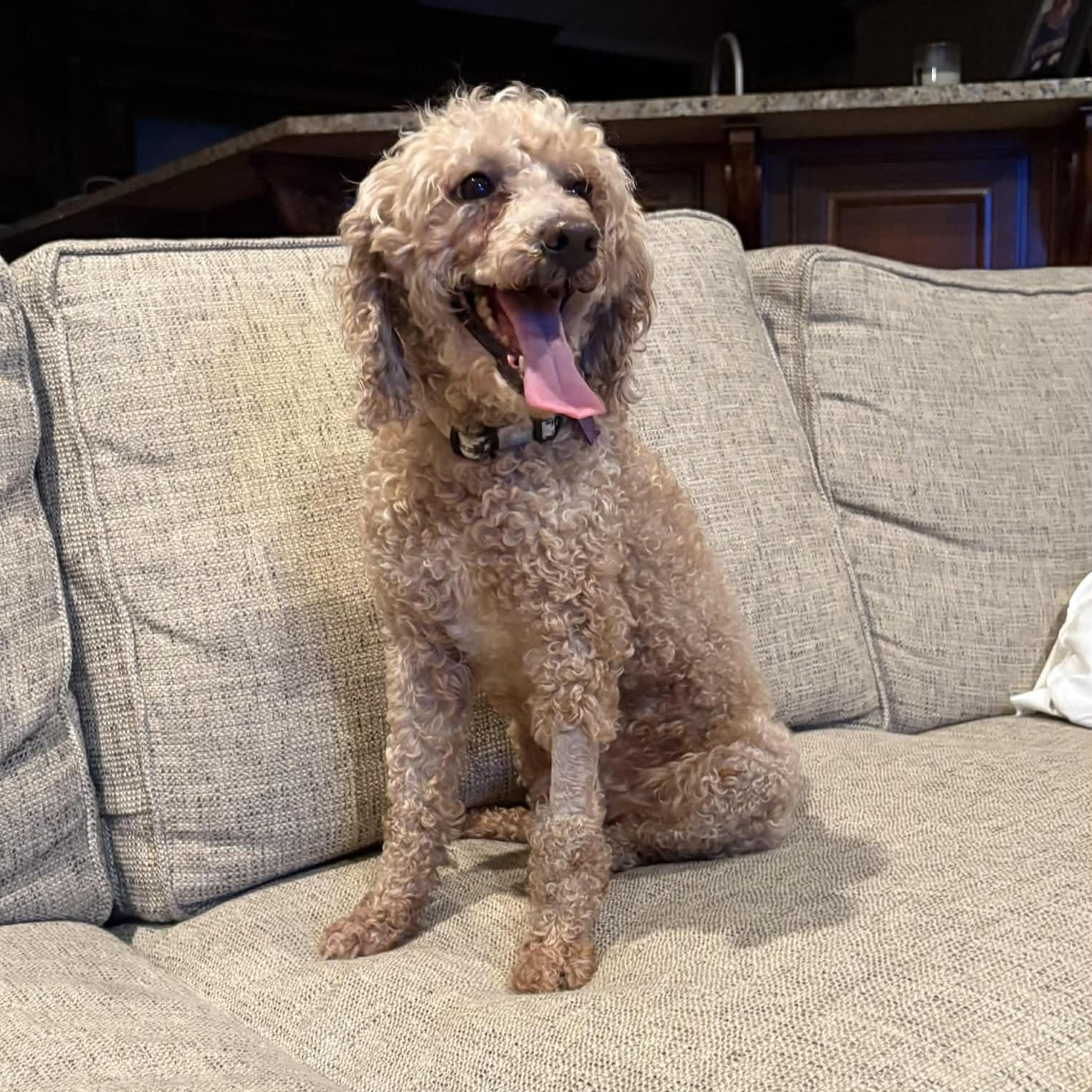 Koa, ADOPTABLE, Senior Male Poodle.