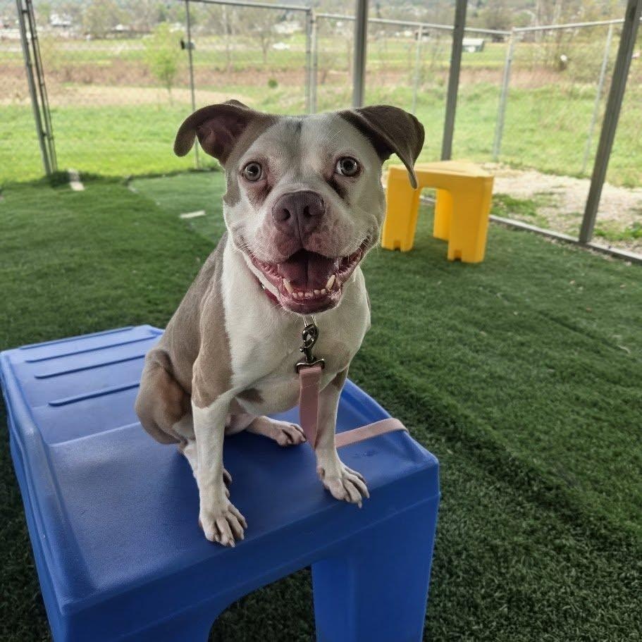 Bunni, Adoptable, Adult Female Mixed Breed.