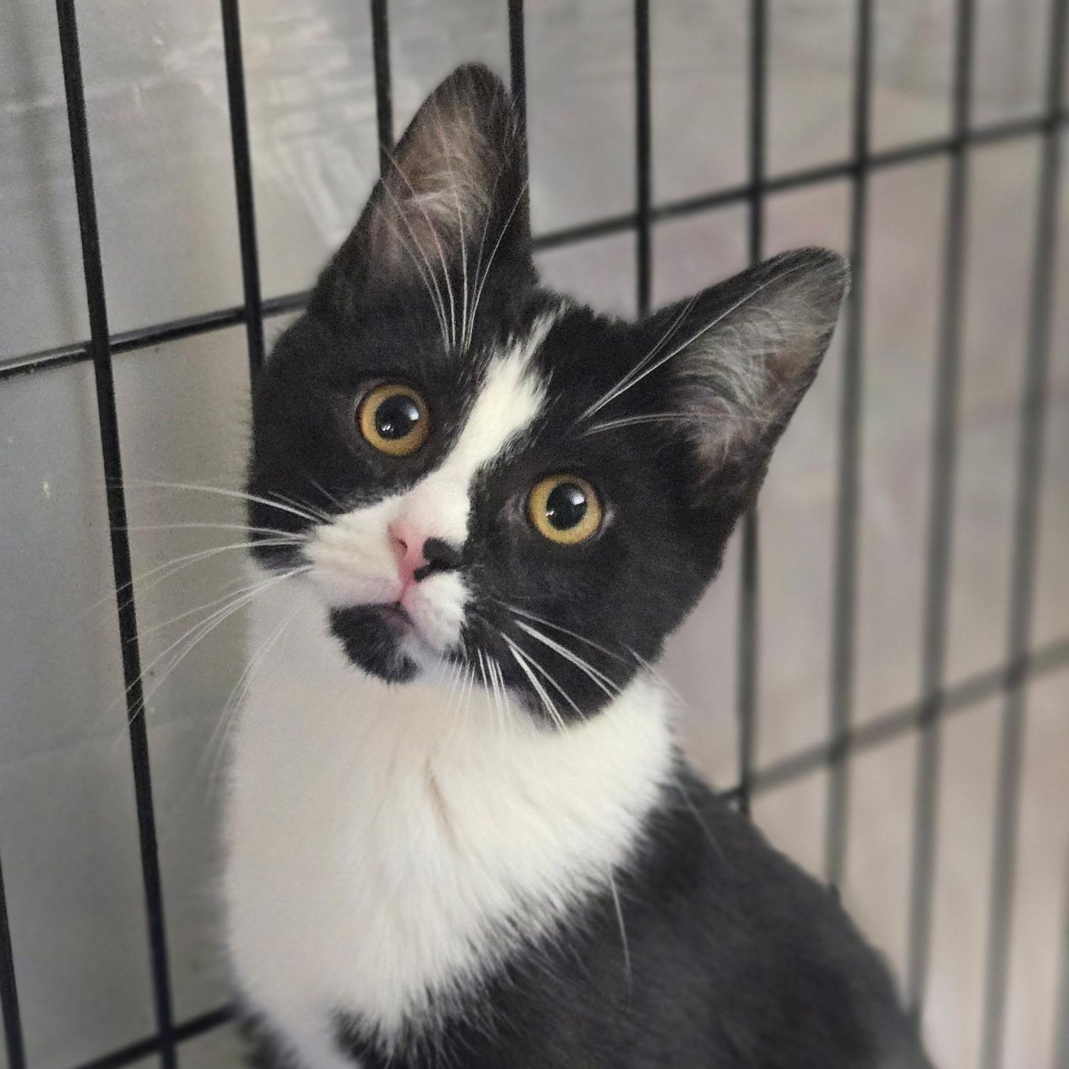 Enlarge Orion, a Adoptable mixed breed in East Amherst, NY image 4/5