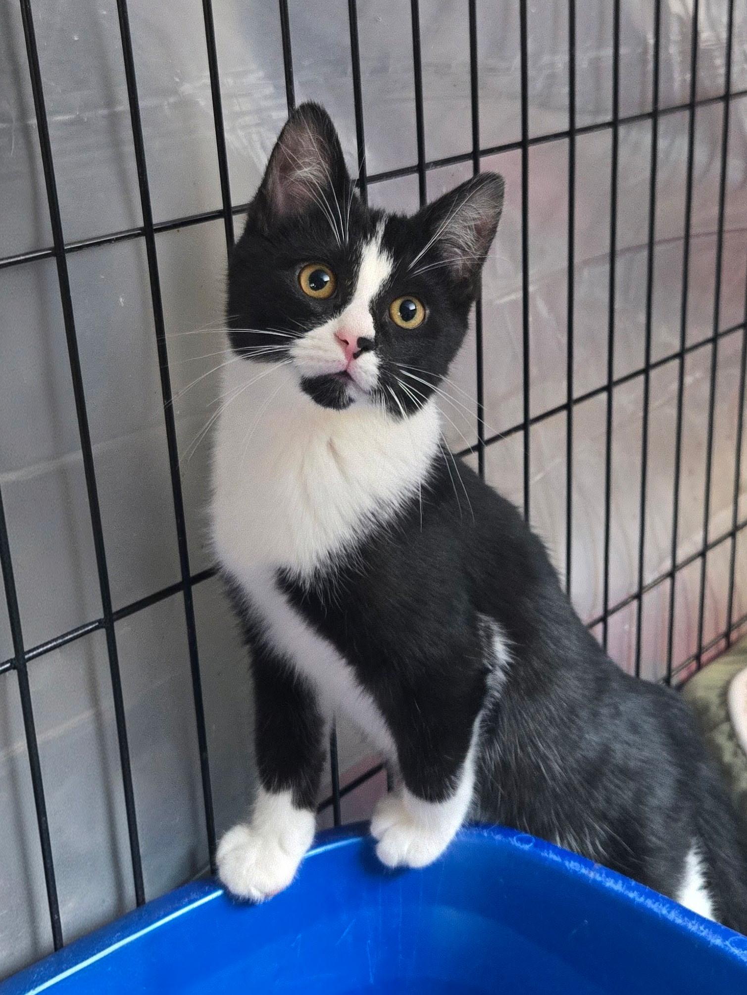 Enlarge Orion, a Adoptable mixed breed in East Amherst, NY image 2/5