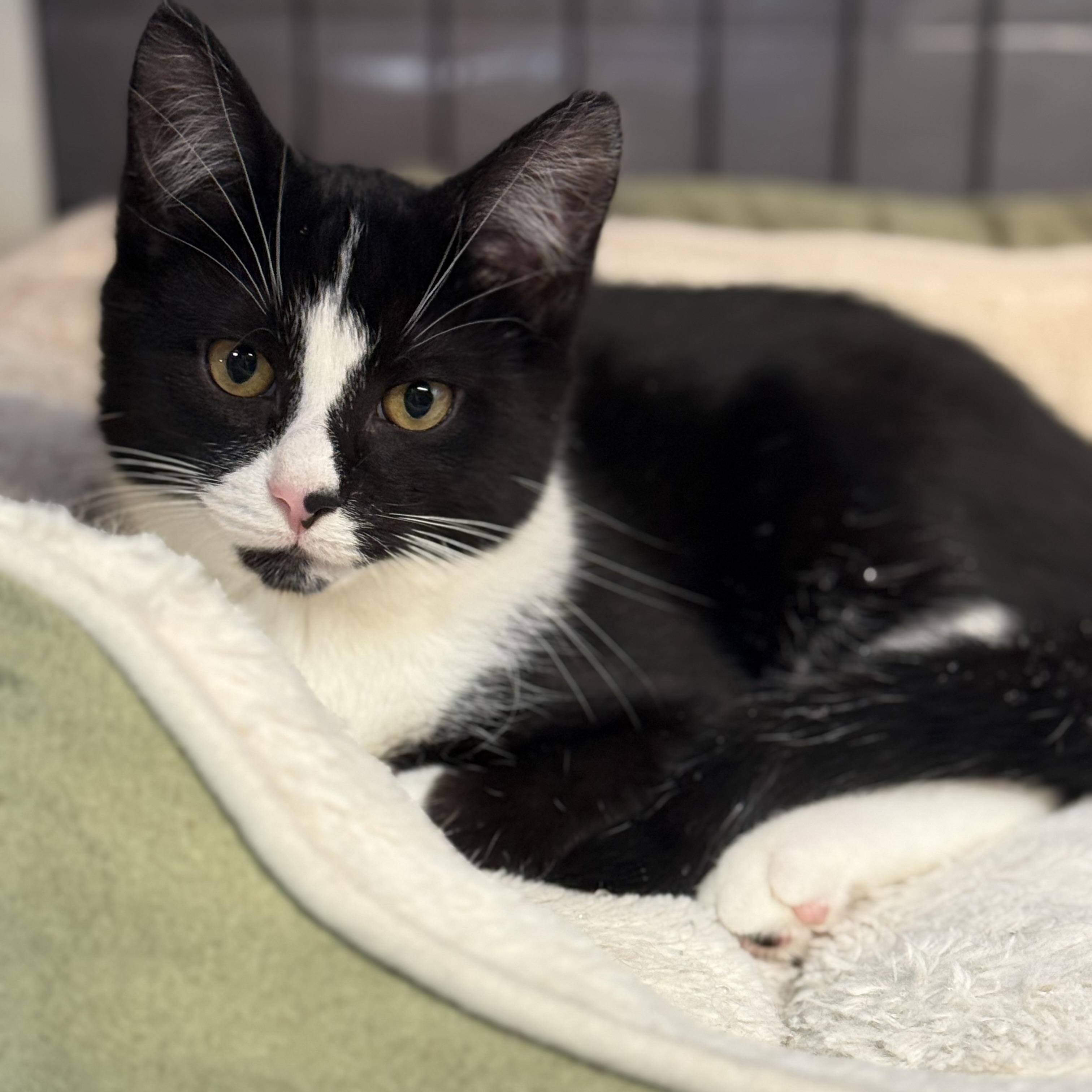 Enlarge Orion, a Adoptable mixed breed in East Amherst, NY image 1/5