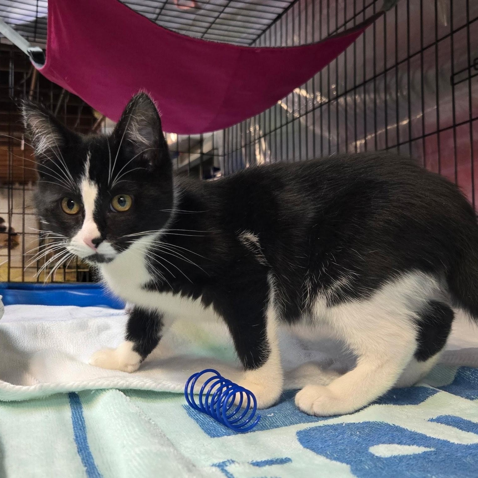 Enlarge Orion, a Adoptable mixed breed in East Amherst, NY image 3/5