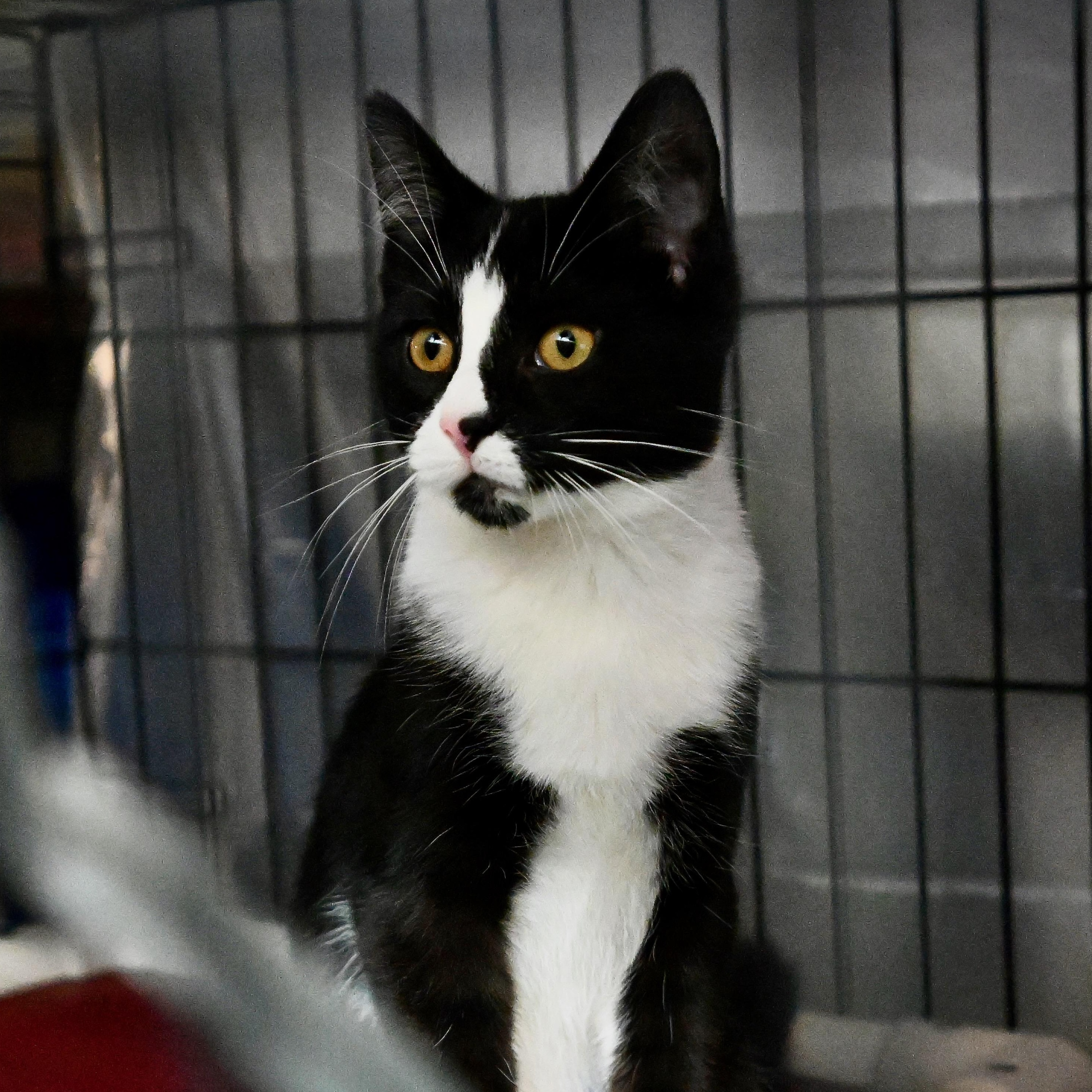 Orion, an adopted mixed breed in East Amherst, NY image 6/6