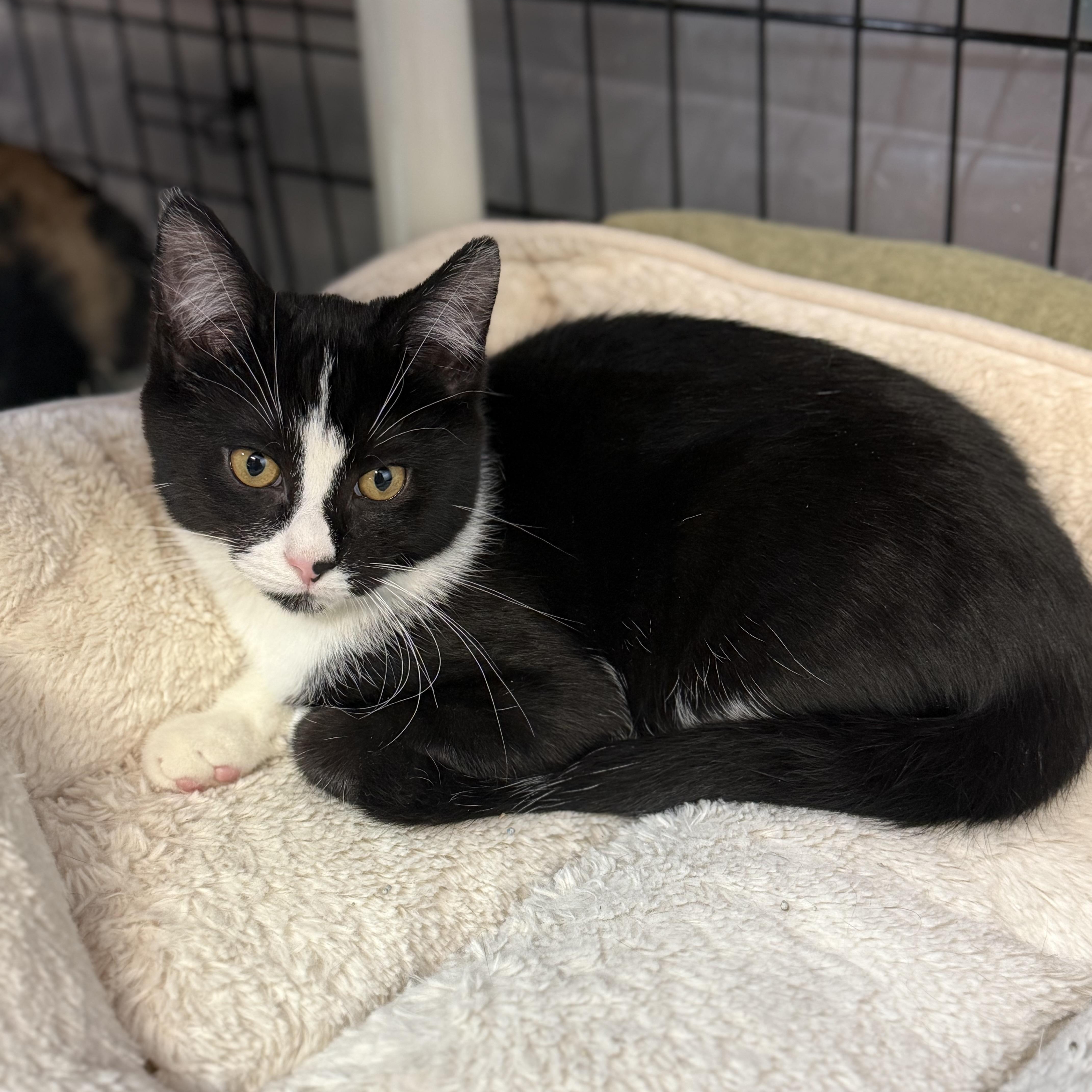 Enlarge Orion, a Adoptable mixed breed in East Amherst, NY image 5/5