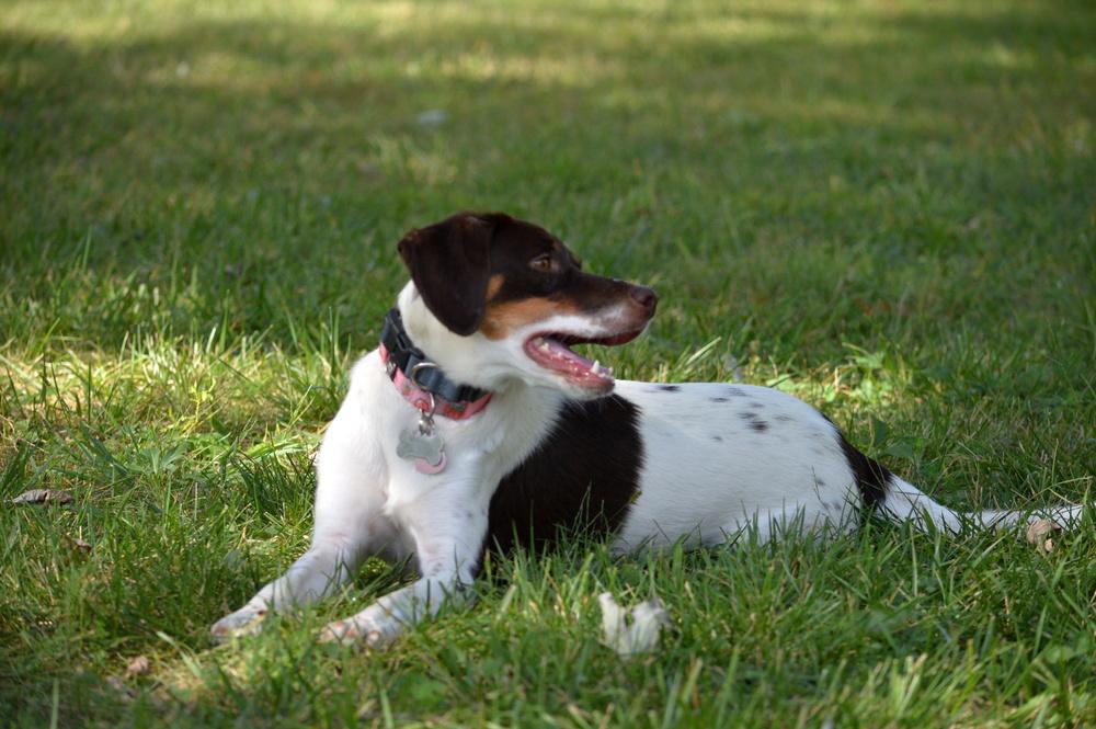 Enlarge Available for Adoption - Lacta (IA, USA), a Adoptable mixed breed in Des Moines, IA image 1/6